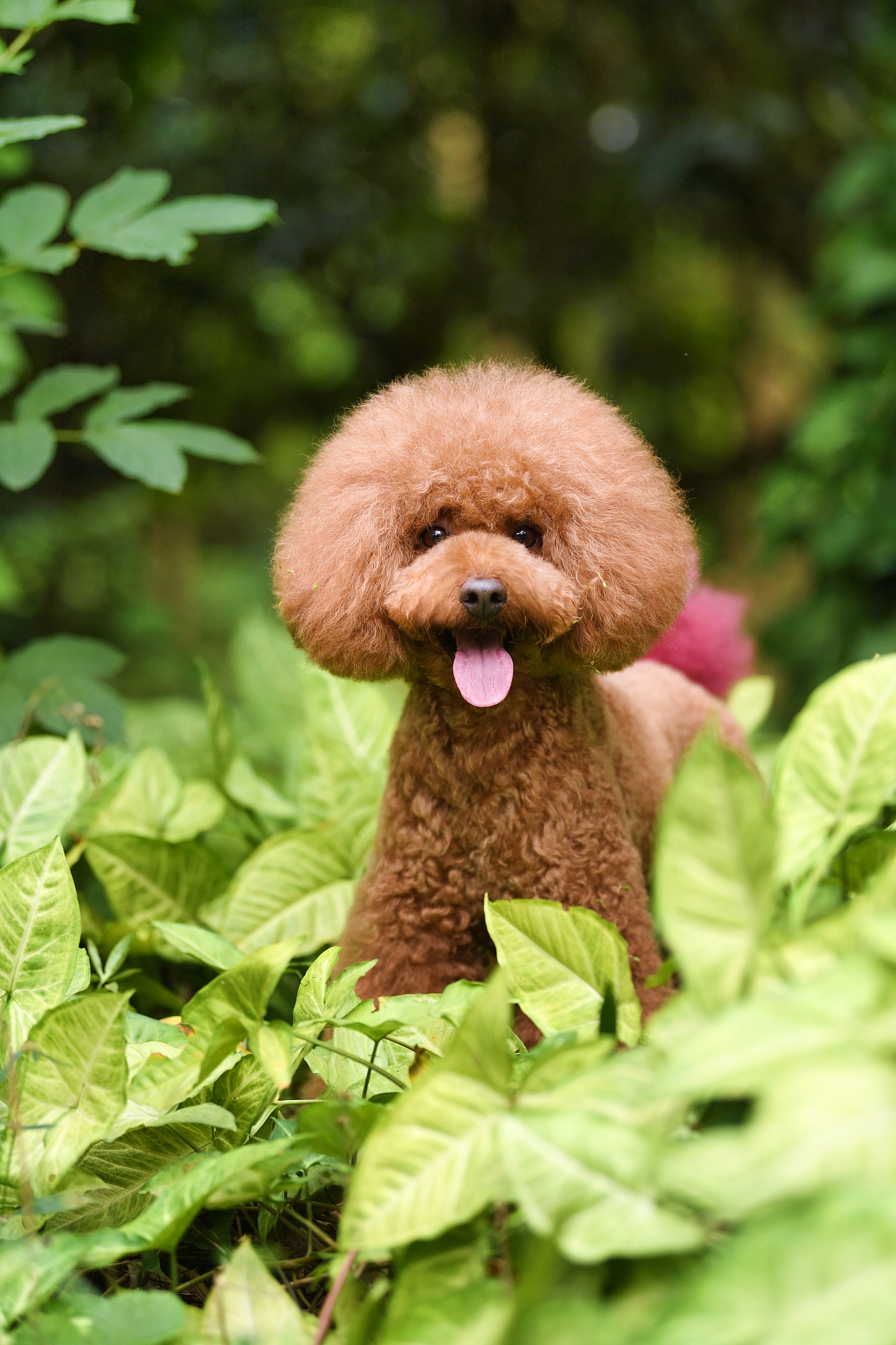 请帮我写1篇650字的博客文章主题是：贵宾犬和泰迪的区别