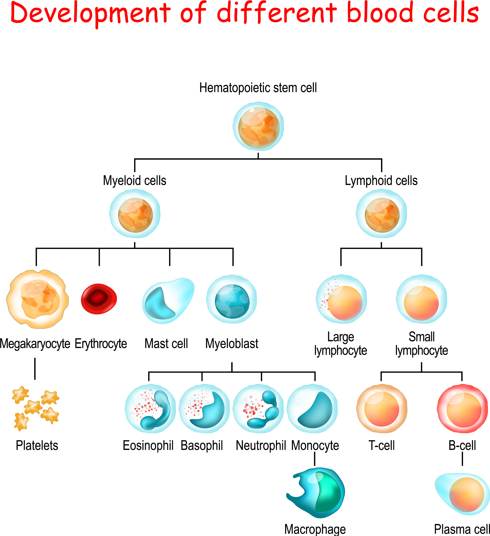 巨噬细胞分类：类型、功能及作用