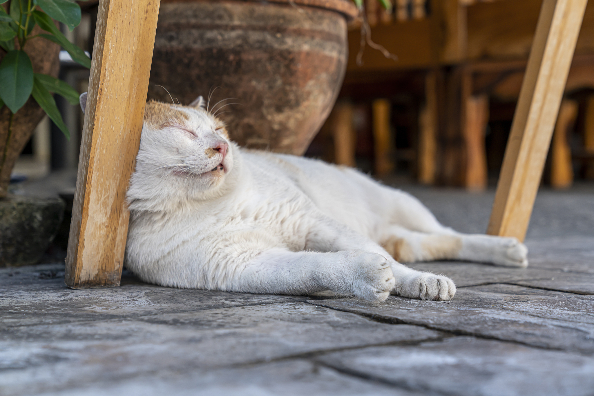 an old red-and-white cat sleeps in broad daylight under a canopy