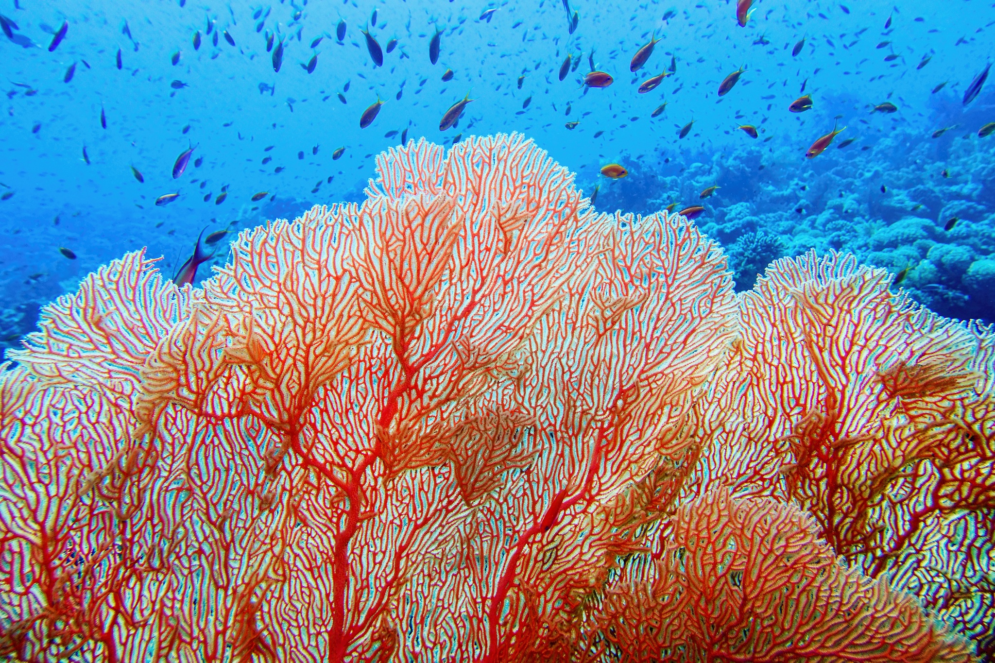 organic texture of pink sea fan or gorgonia coral (annella molli