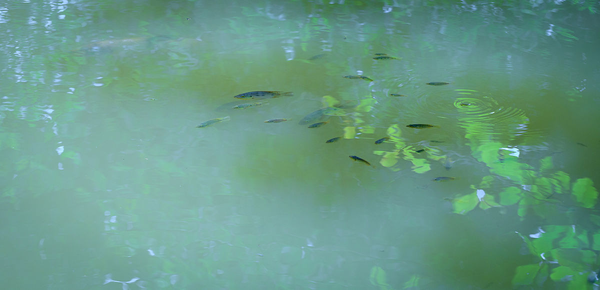 池鱼之殃：保护环境，爱护生命