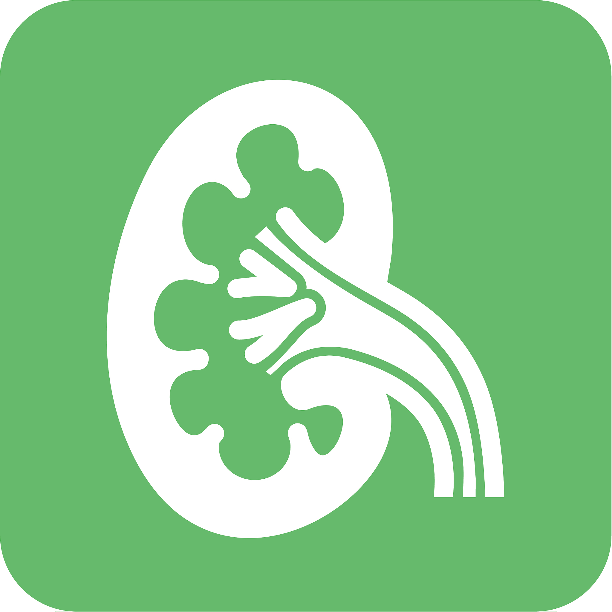 kidney