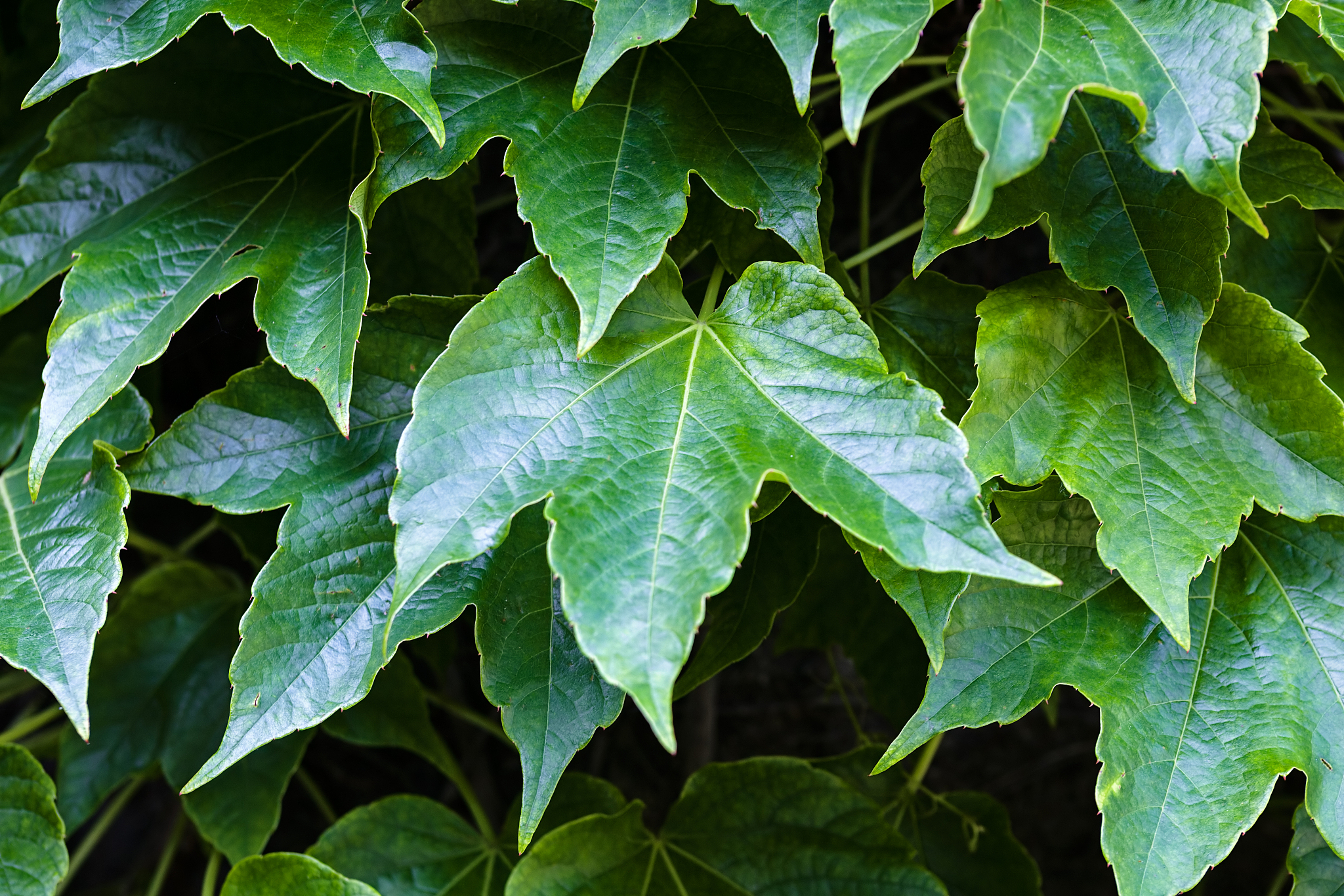 green leaves