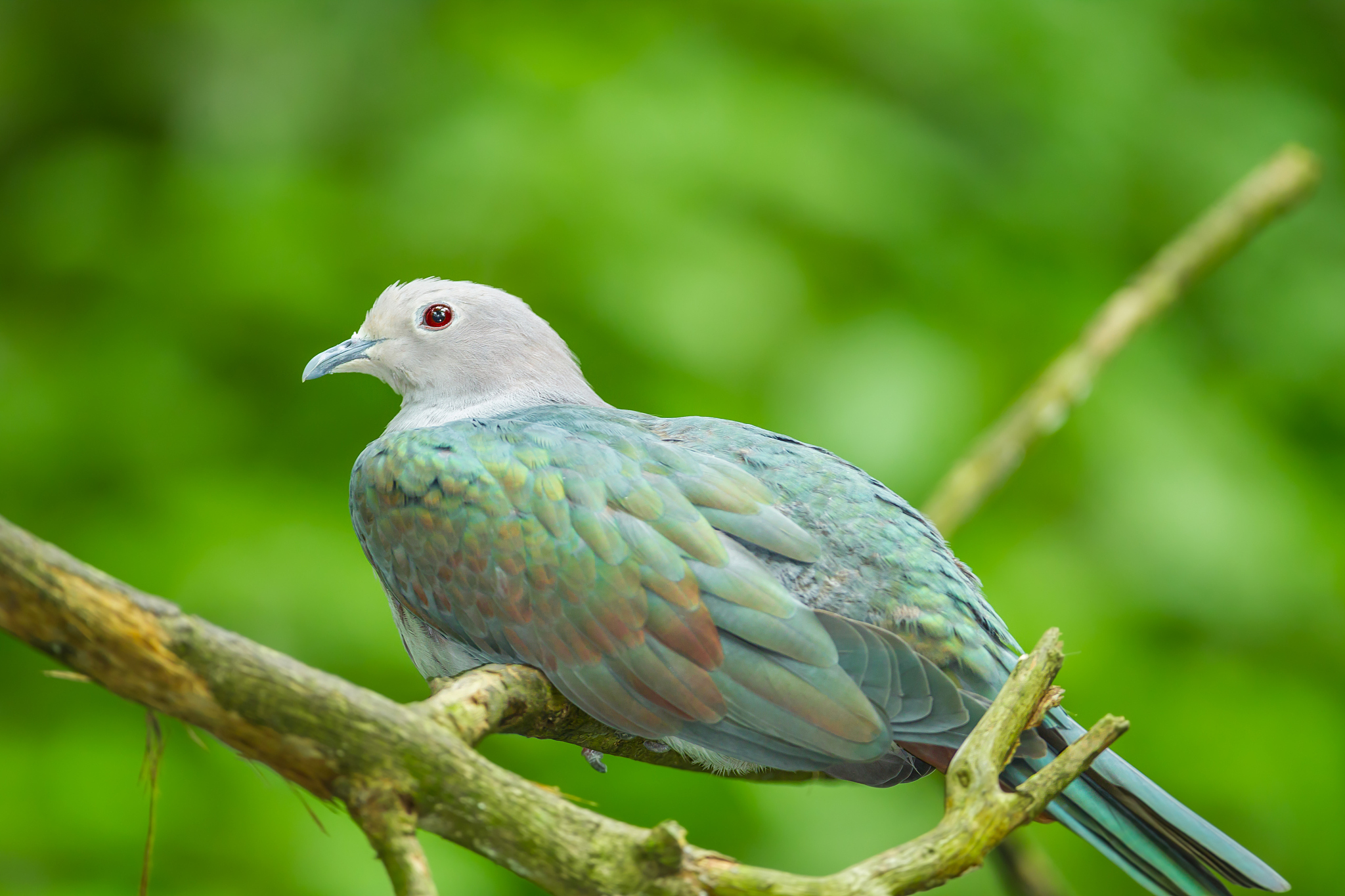 the green imperial pigeon