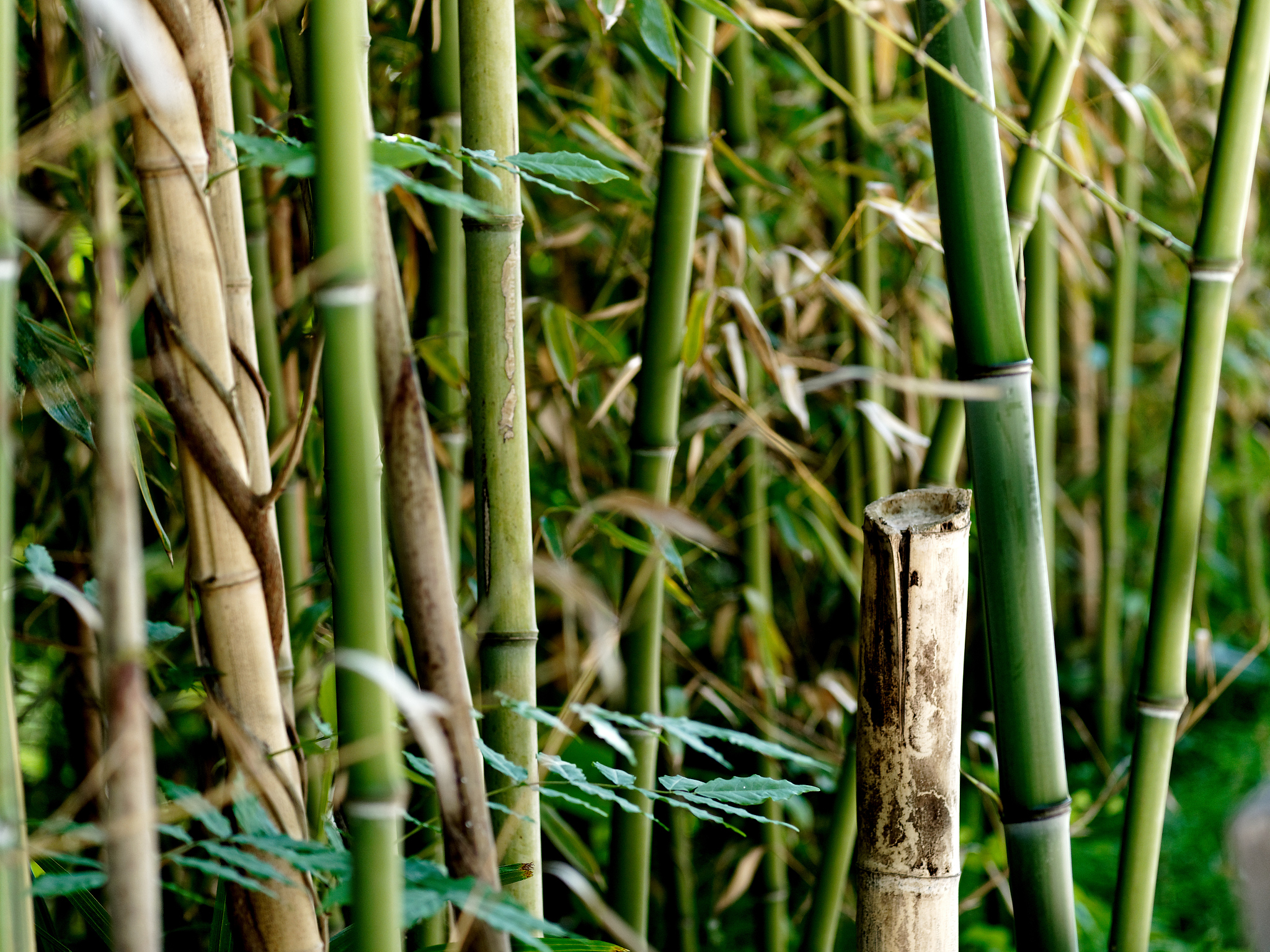 bamboo grove