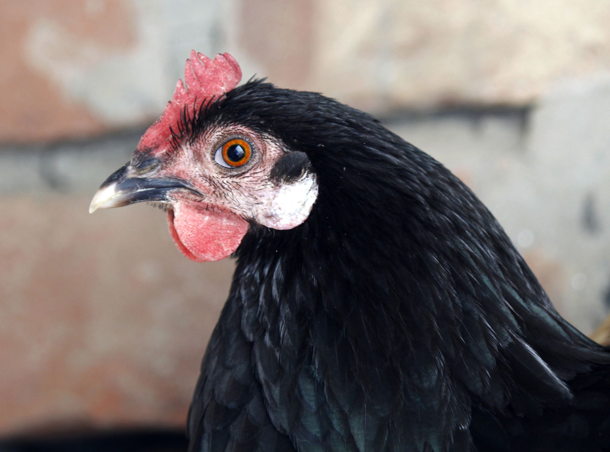 chicken eye