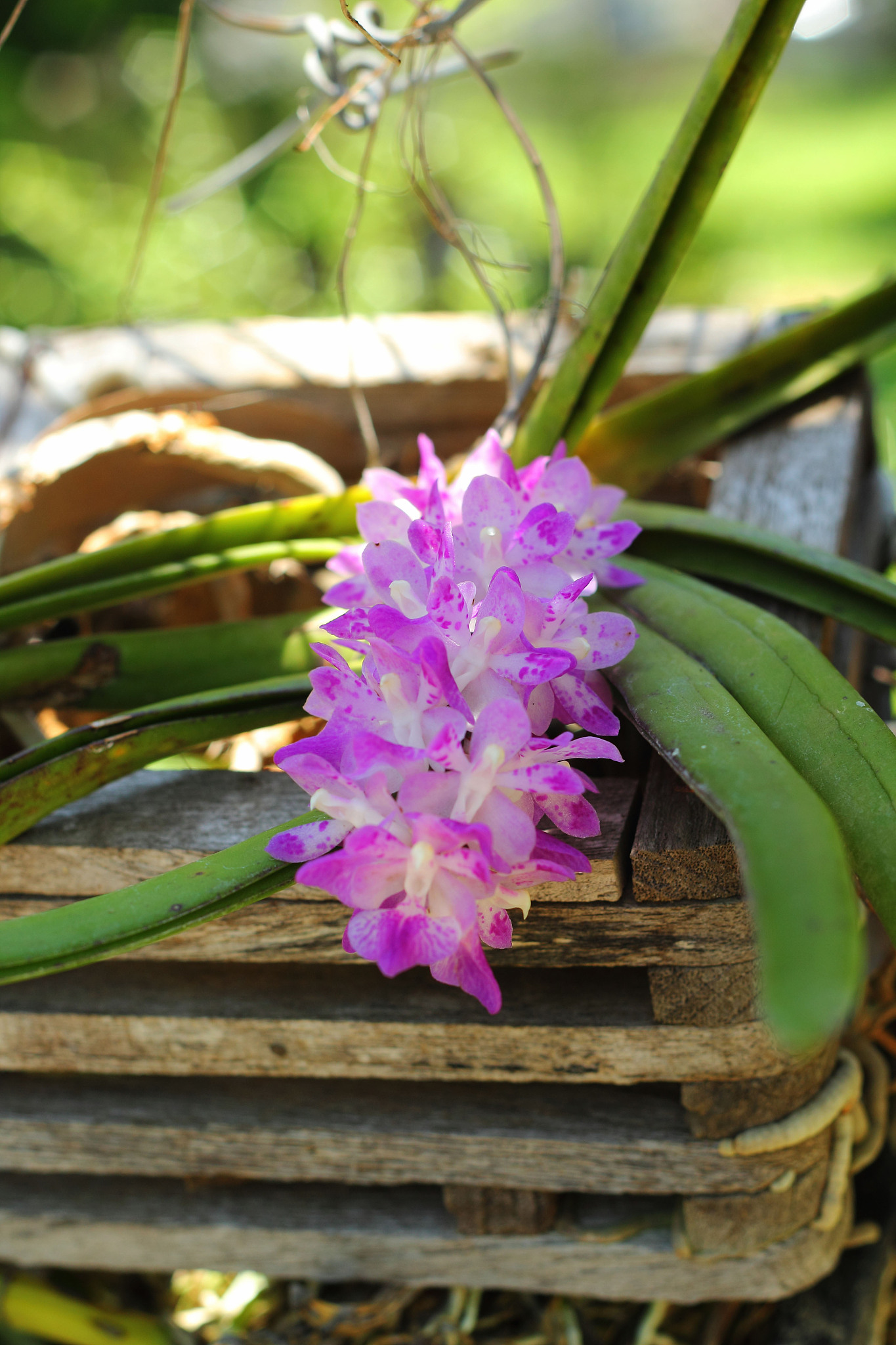 purple orchid flower