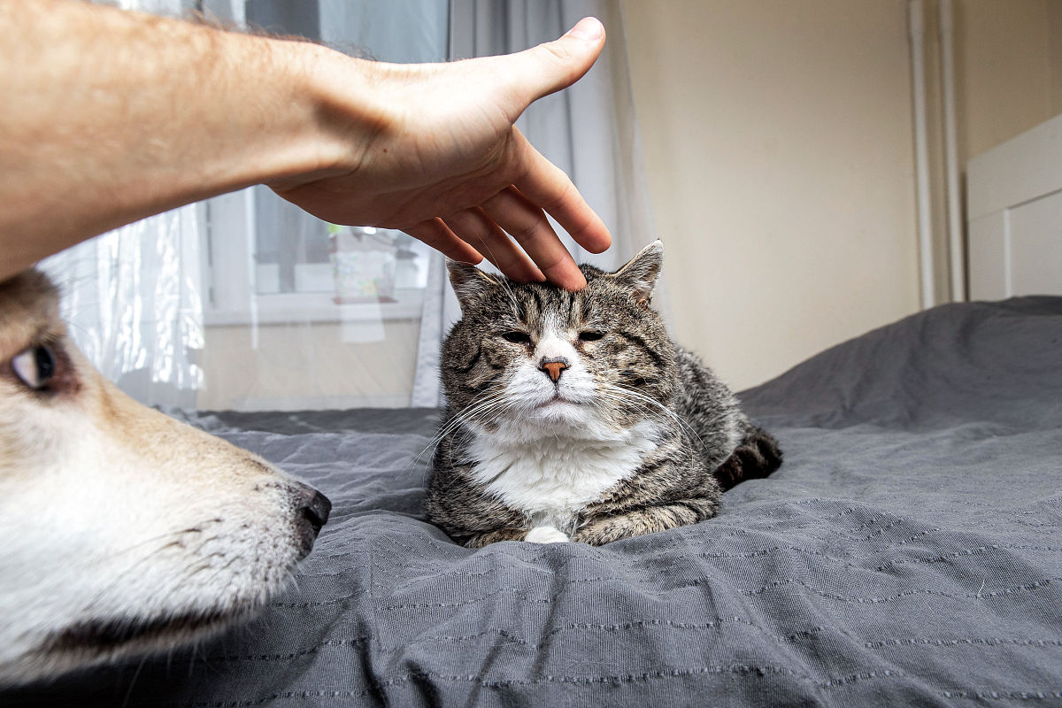 扮演一名宠物博主写篇800字猫不和人亲近怎么办？的视频文案要有互动语句重新编写个标题