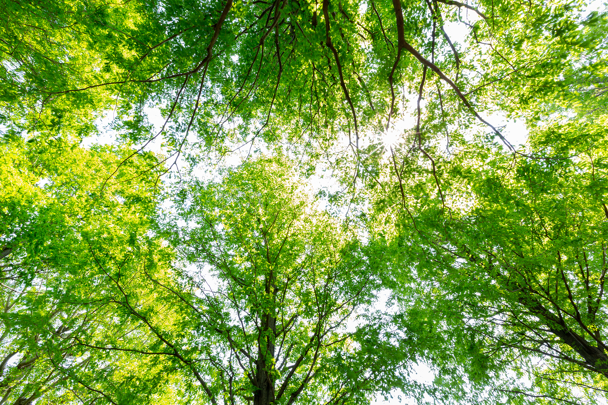 树木学八百字实习心得