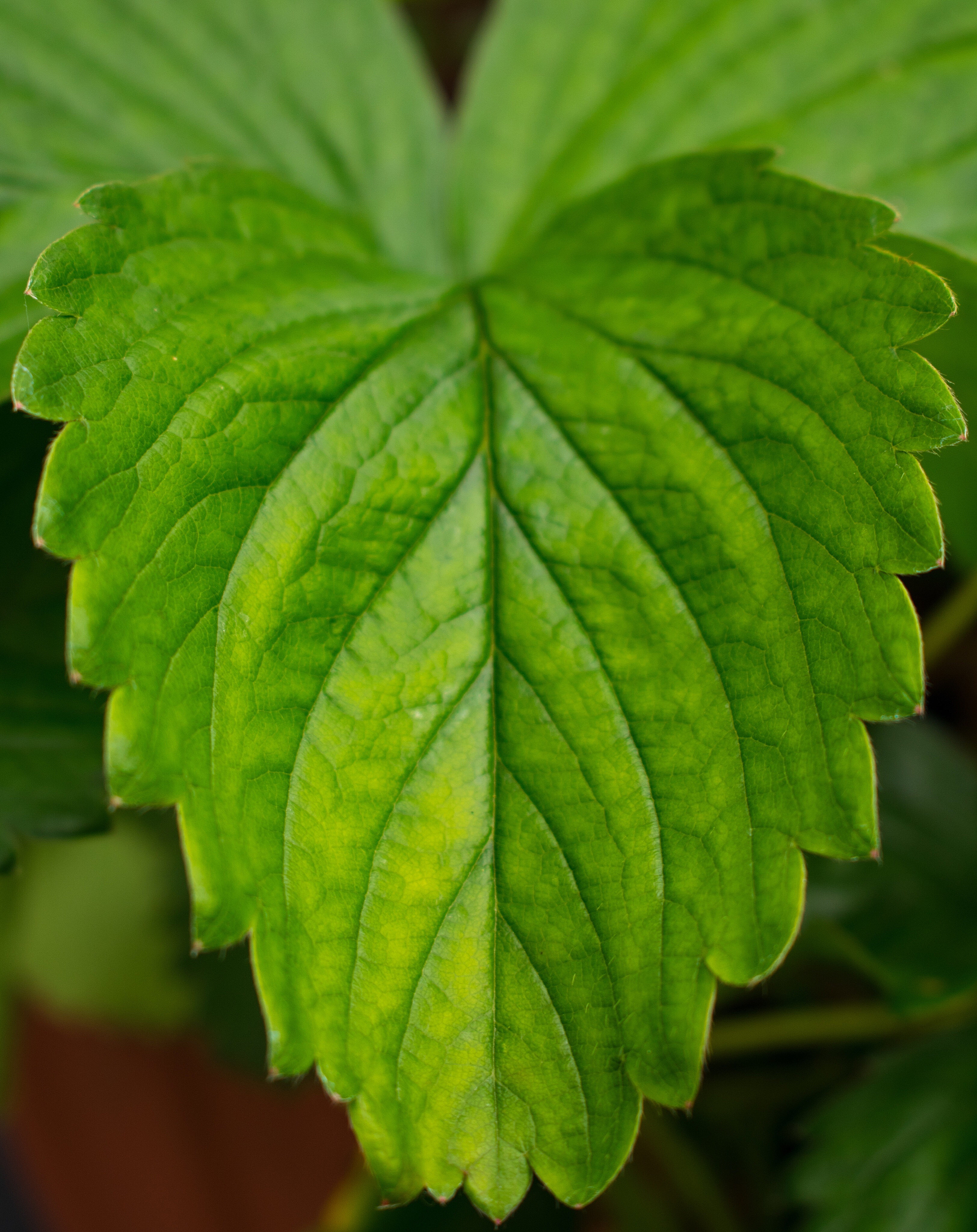 close-up of green leaf