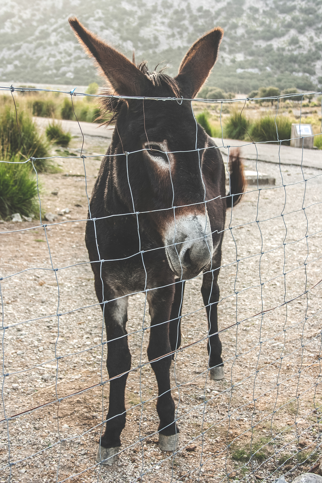 donkey in mountain landscape