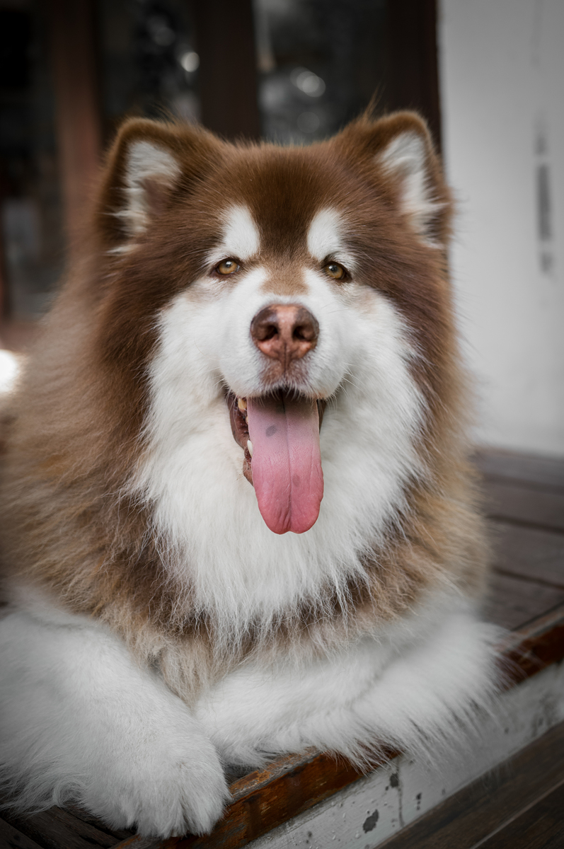 阿拉斯加犬帅气中文名大全 - 帮你找到最适合的名字 阿拉斯加犬帅气中文名大全 - 帮你找到最适合的名字