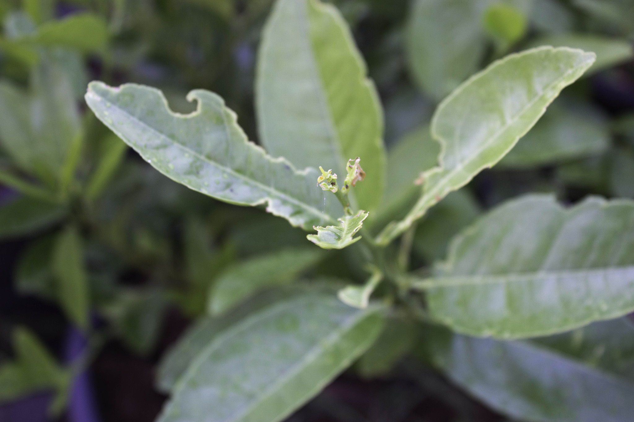 使用环嗪酮除草离大树近了大树现在叶部分叶子干了大树会不会死亡帮我用180字详细描述