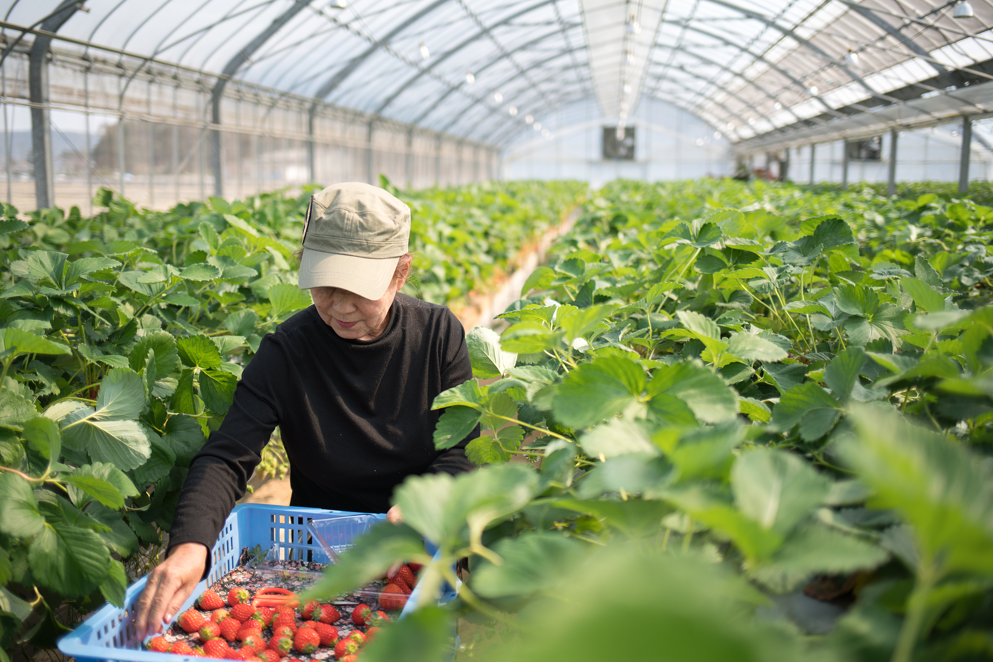 曲靖农业学校2019年五年制大专特色招生专业