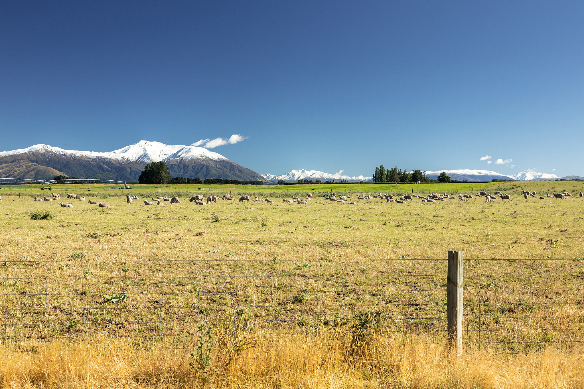 New Zealand Journal of Agricultural Research: 稿件类型和研究范围