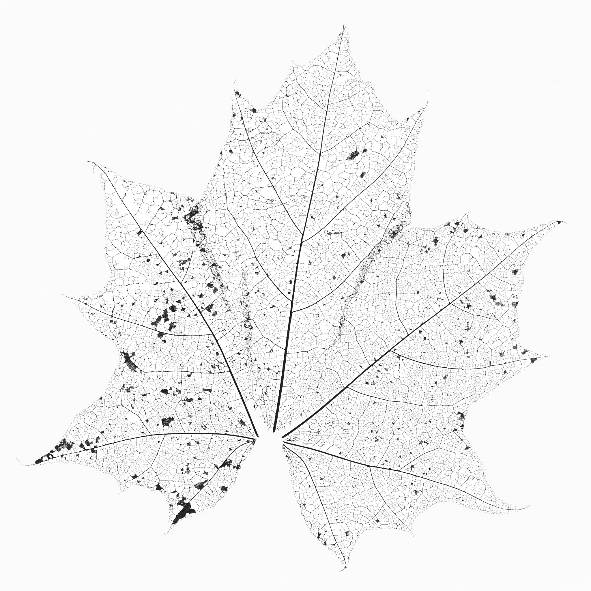 Relationship between Leaf Area Index (LAI) and Leaf Density