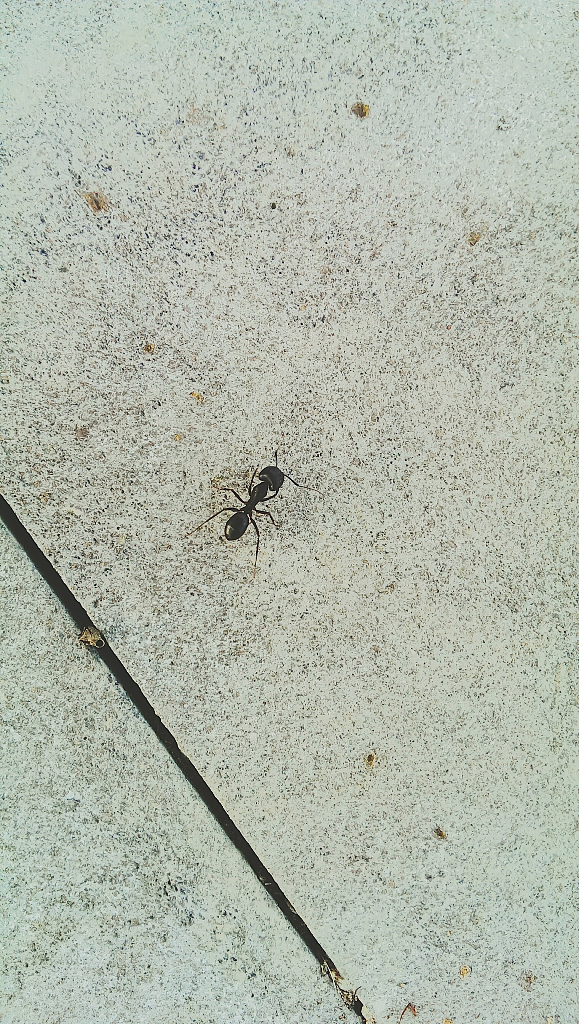 ant on white surface