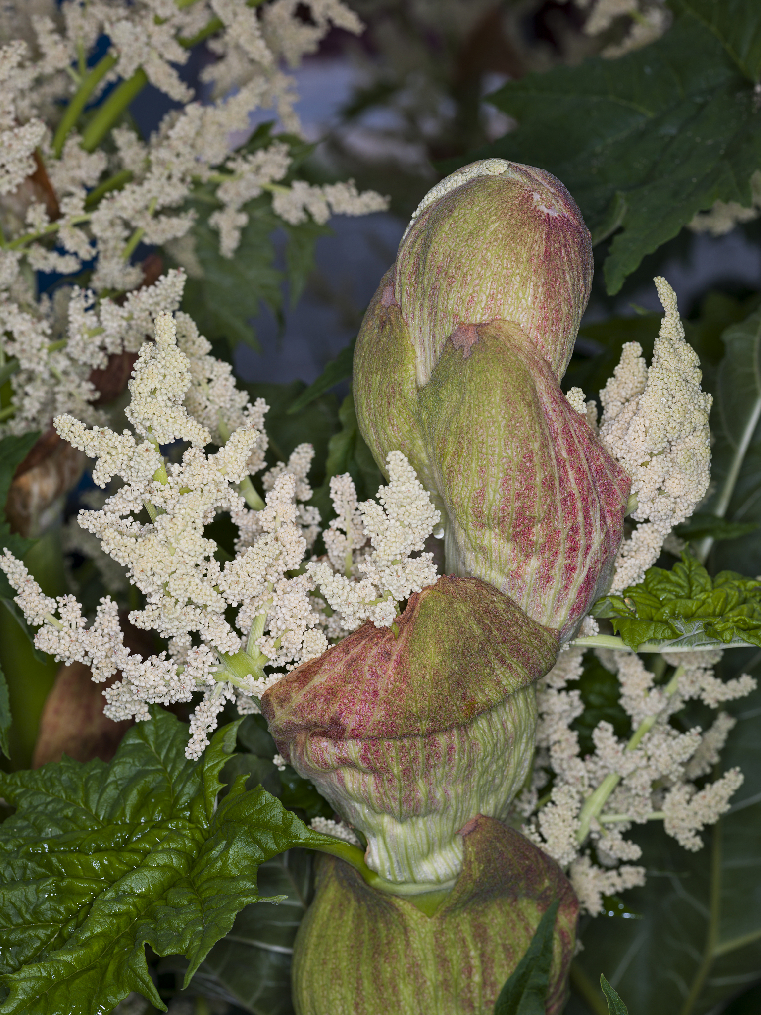 Acta Scientiarum Polonorum-Hortorum Cultus期刊：园艺学研究的综合平台