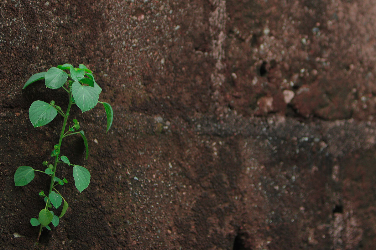 凉山民族师范学校专业有哪些主药课程？
