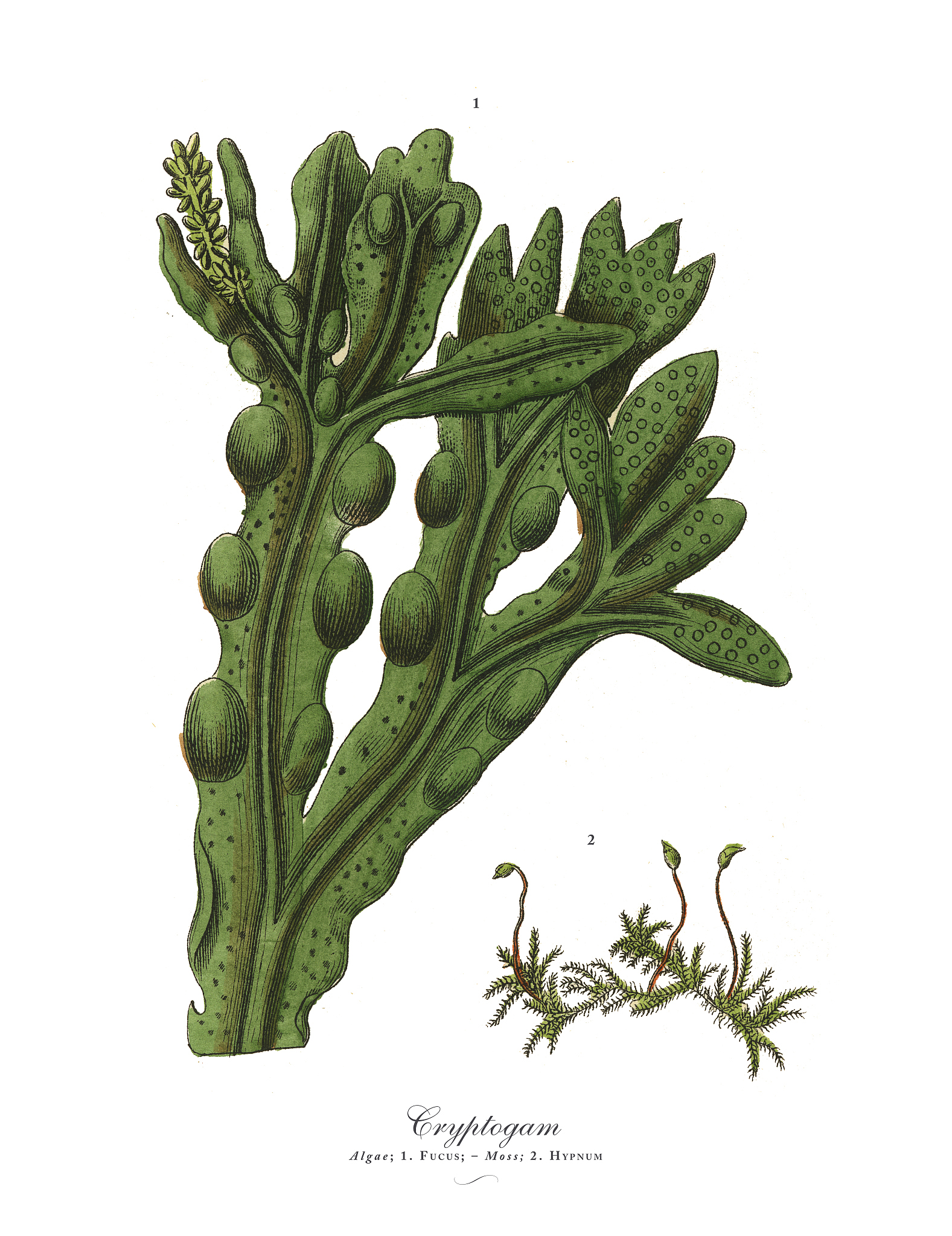 植物分类与进化：低等植物和高等植物的比较