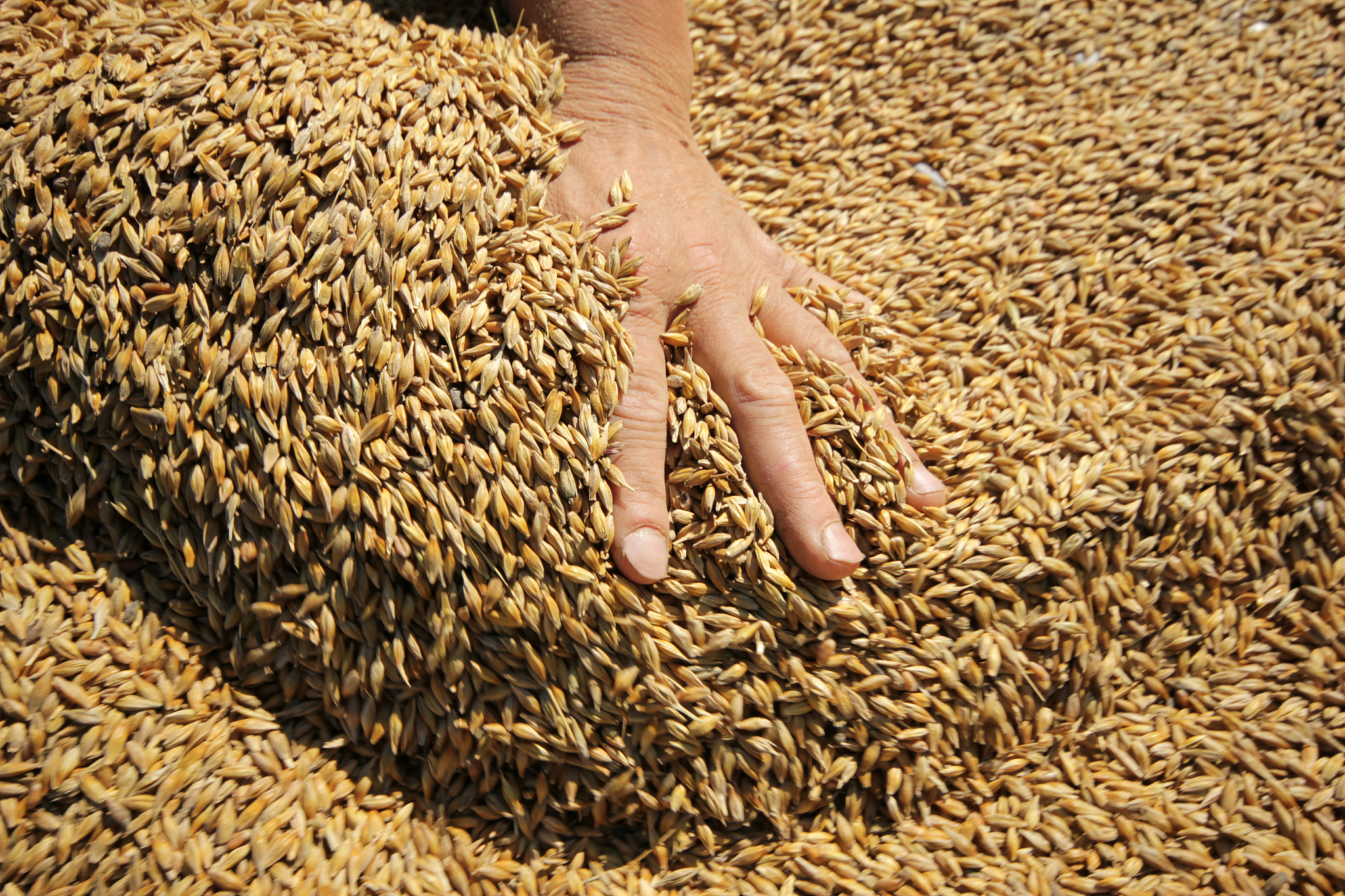 改写：随着谷子种植面积的扩大其产物除了作为人们的食物外还可以应用于畜禽养殖。除了谷子或小米作为猪鸡的能量词料、牛羊的精料补充料外谷子生物体产草量比例更大的谷子植株部分可作为草食动物的饲草使用。目前谷子秸秆在草食动物的养殖中被广泛使用。