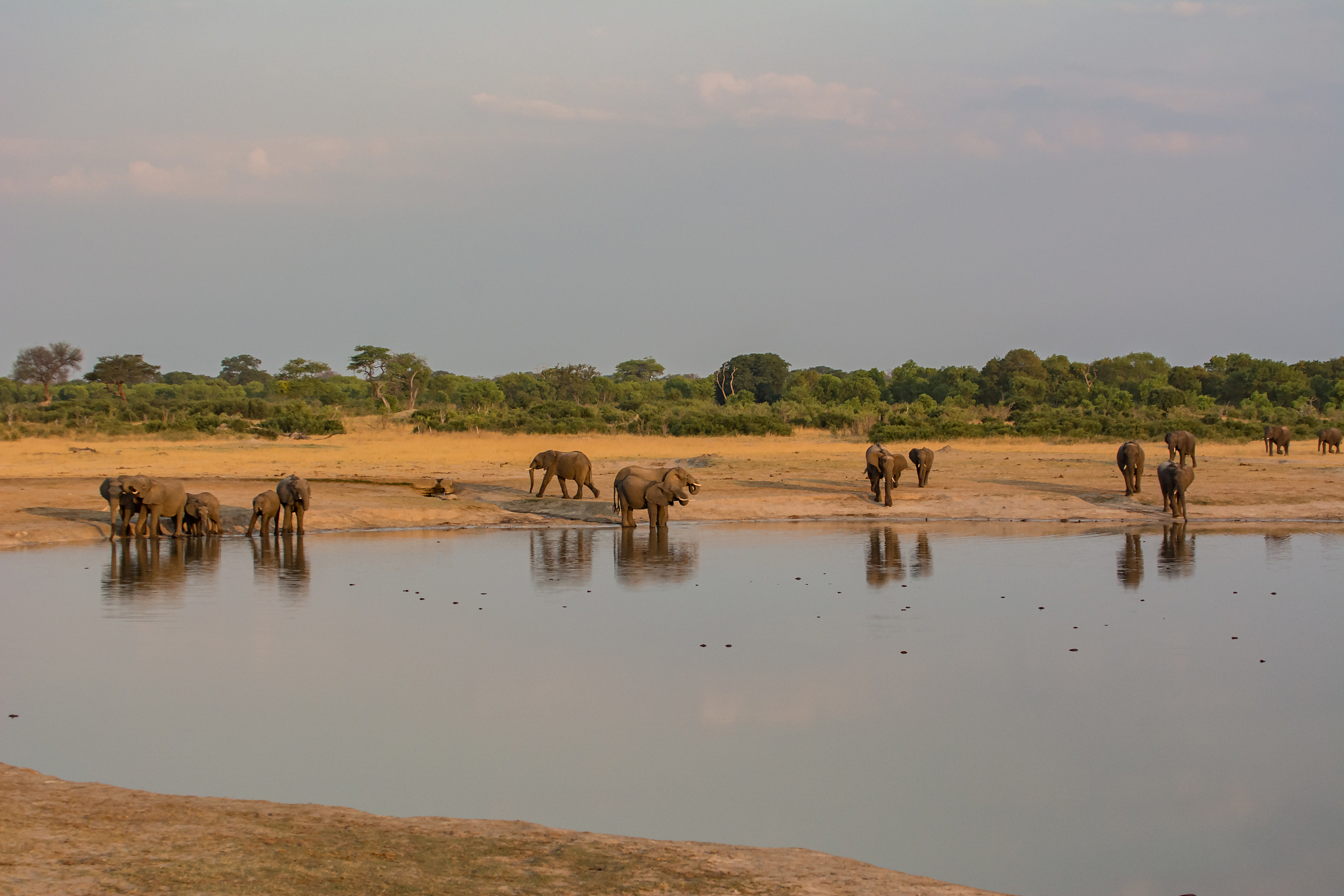 elephants drinking water in lake