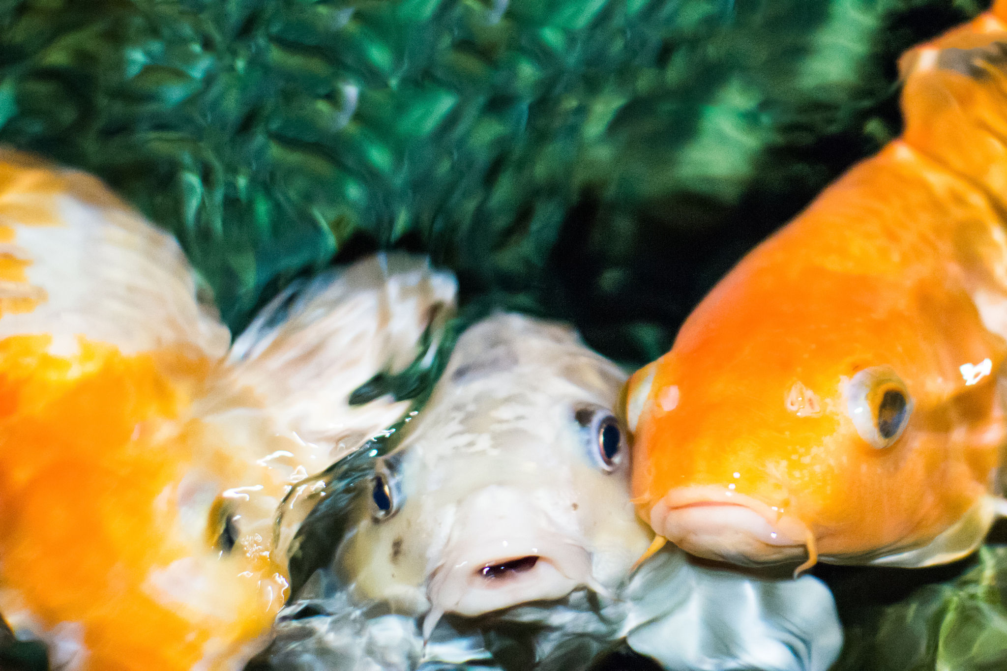 日本锦鲤血统鱼：观赏鱼中的珍品