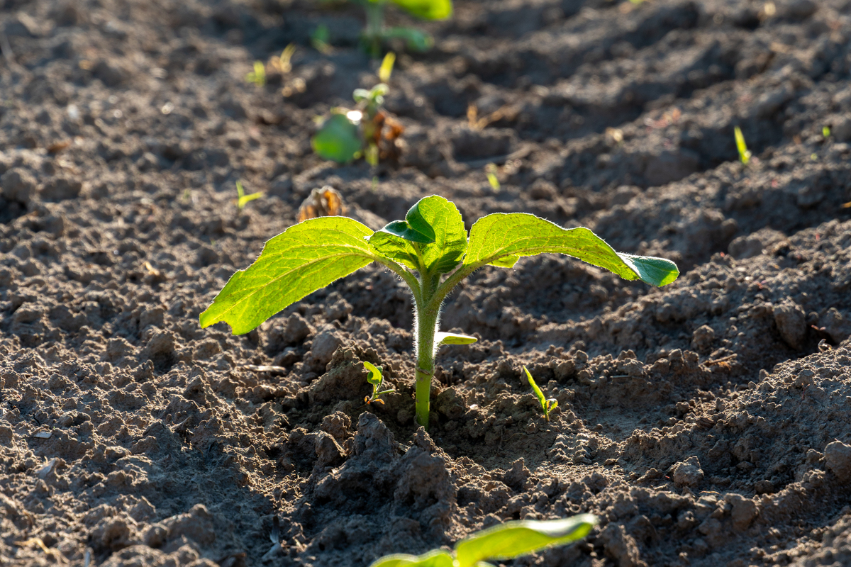 土壤与耕作研究 (SOIL & TILLAGE RESEARCH) - 涵盖土壤科学和耕作管理的领先期刊