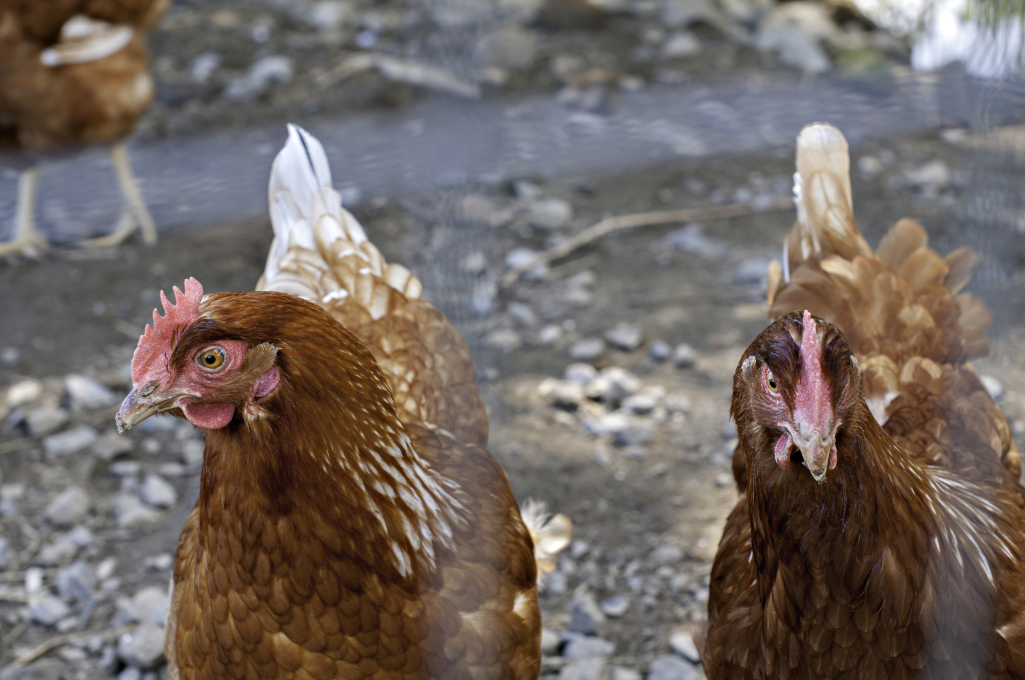 鸭子公鸡吃鱼变色：揭秘背后的科学原理