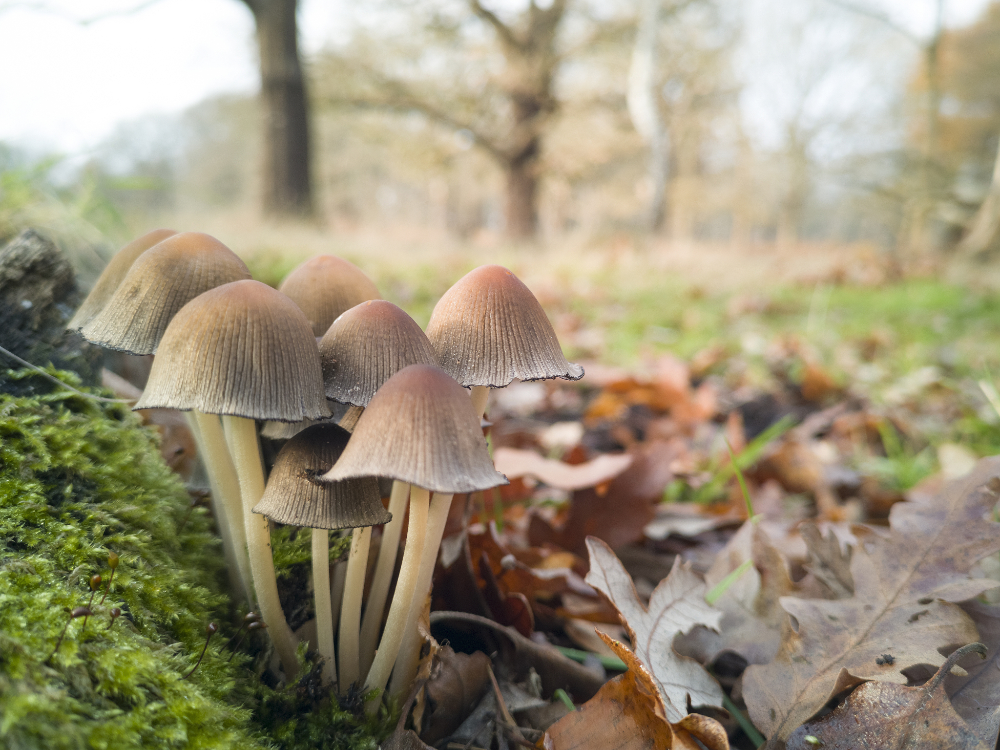 Sonazoid ACR CEUS LI-RADS vs. Improved CEUS LI-RADS Model: A Comparative Analysis