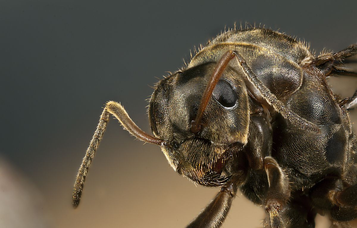 格灵润滑油 用250字帮我描述