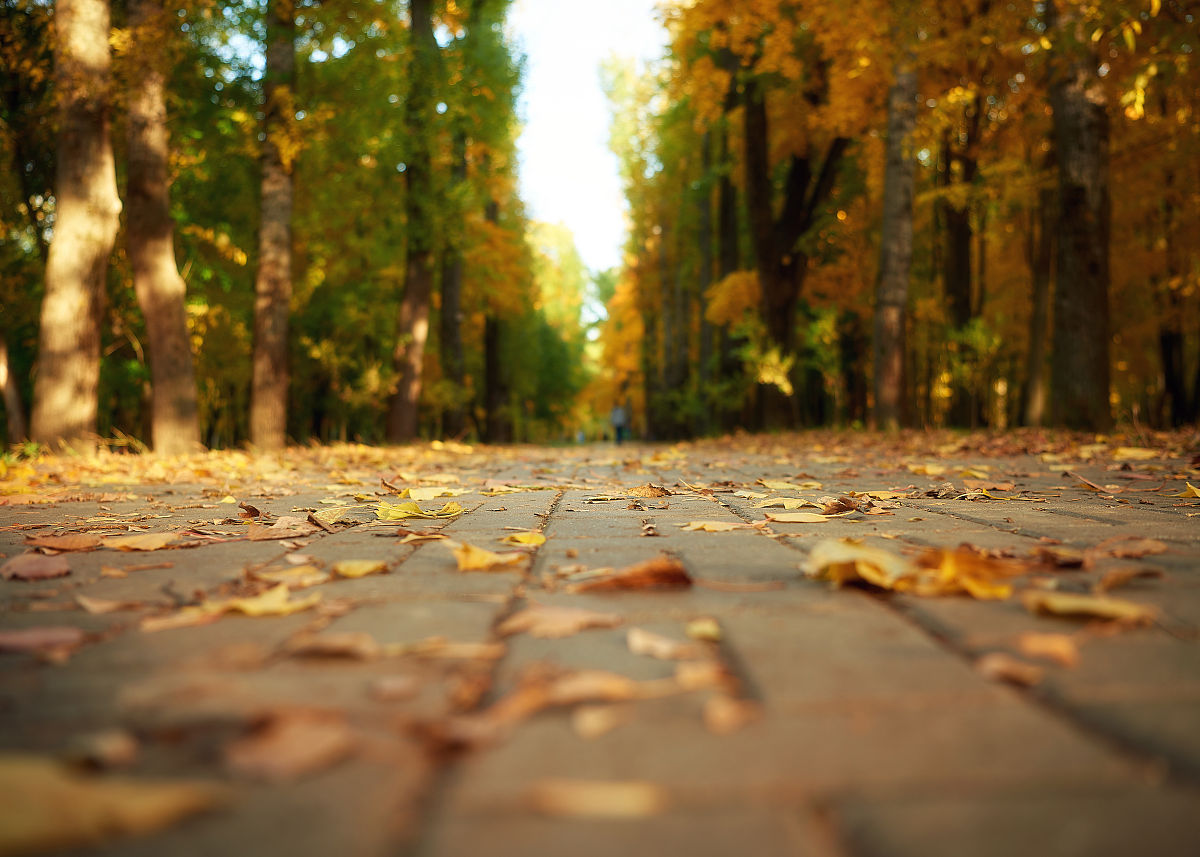 秋天的哲学意义：解读自然、生命与存在