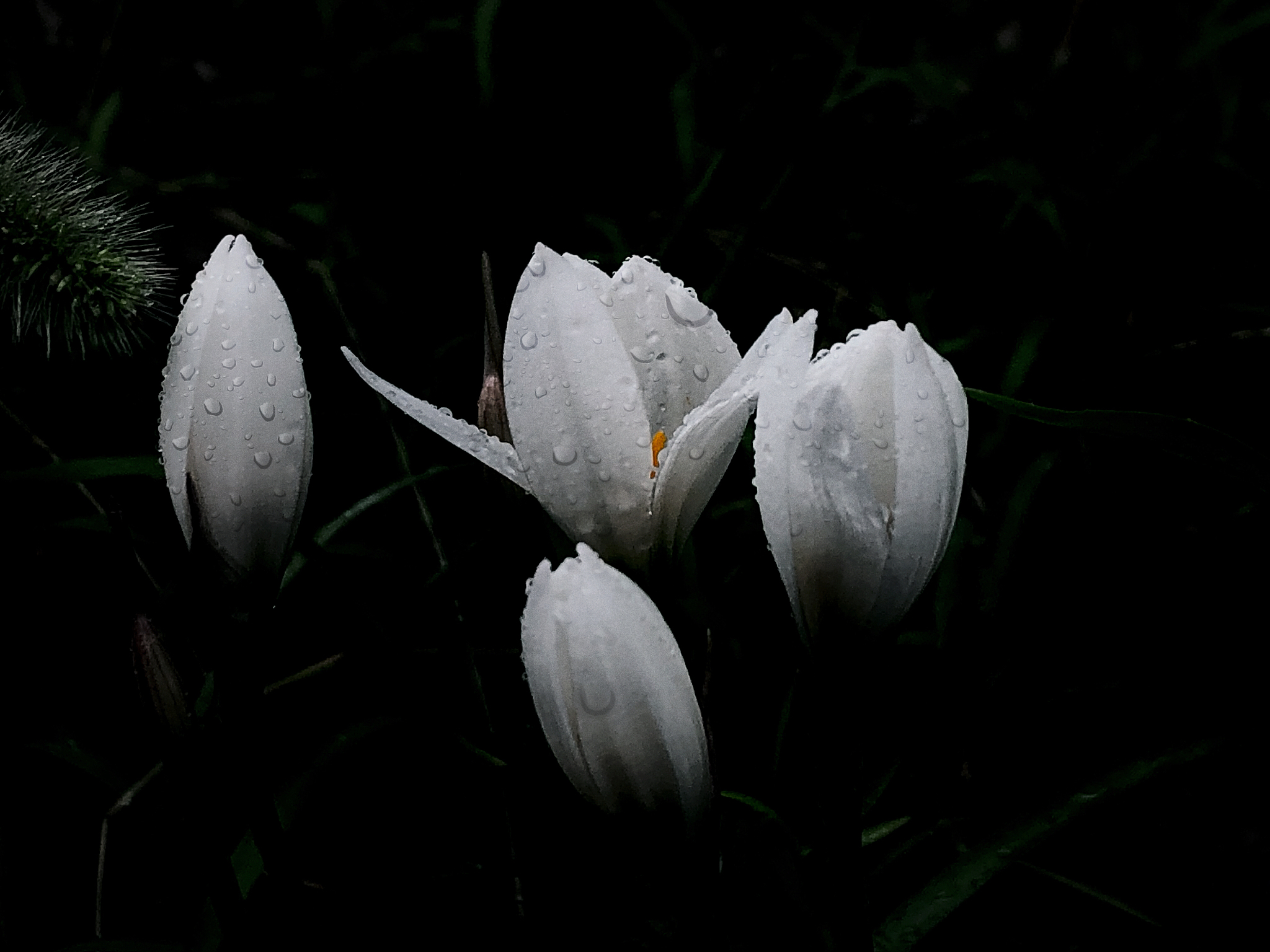 开元名都酒店宣传片广告策划案：绽放奢华之花，独家揭秘
