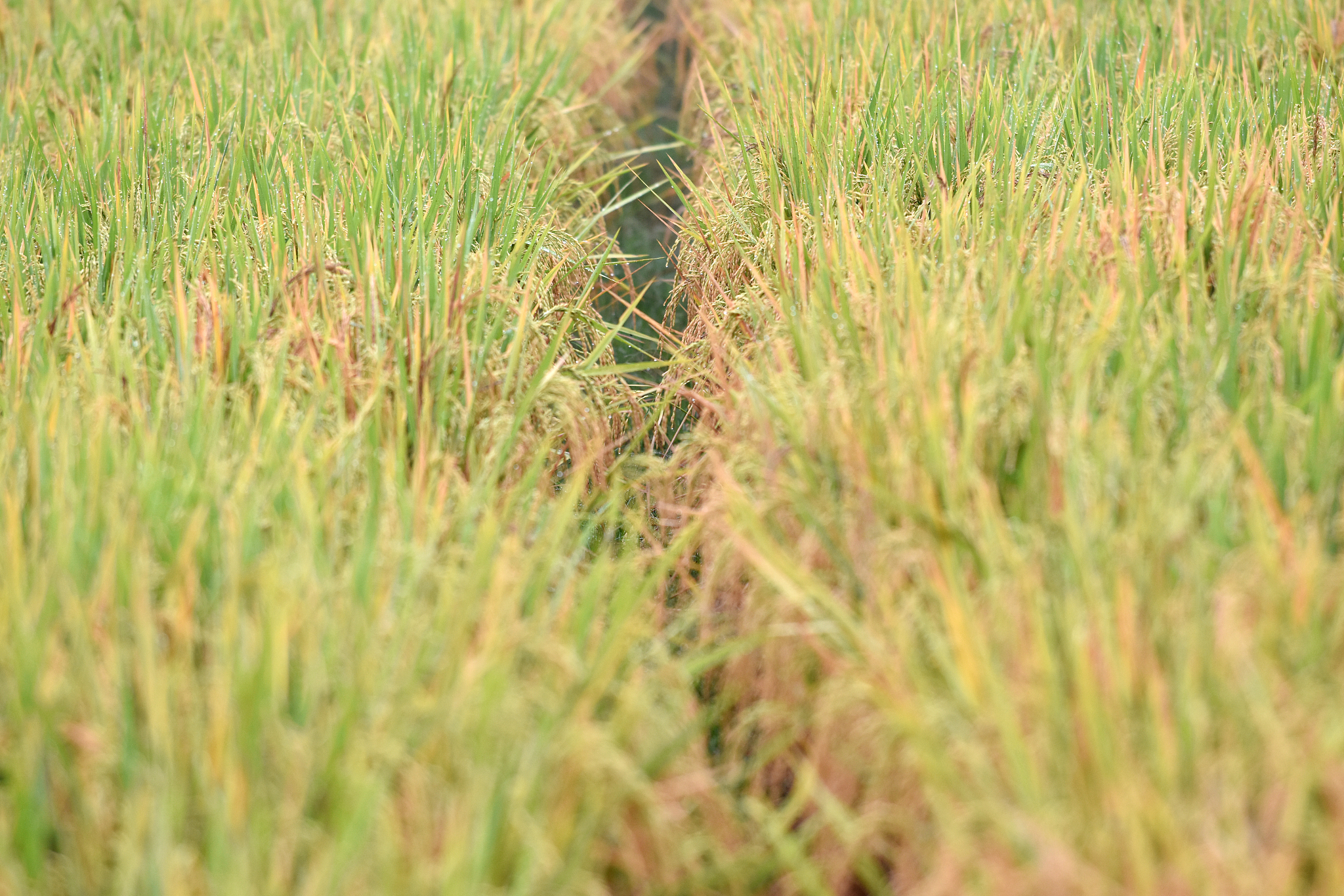 Java 实习生日记：60 篇记录实习内容、设备、收获与体会