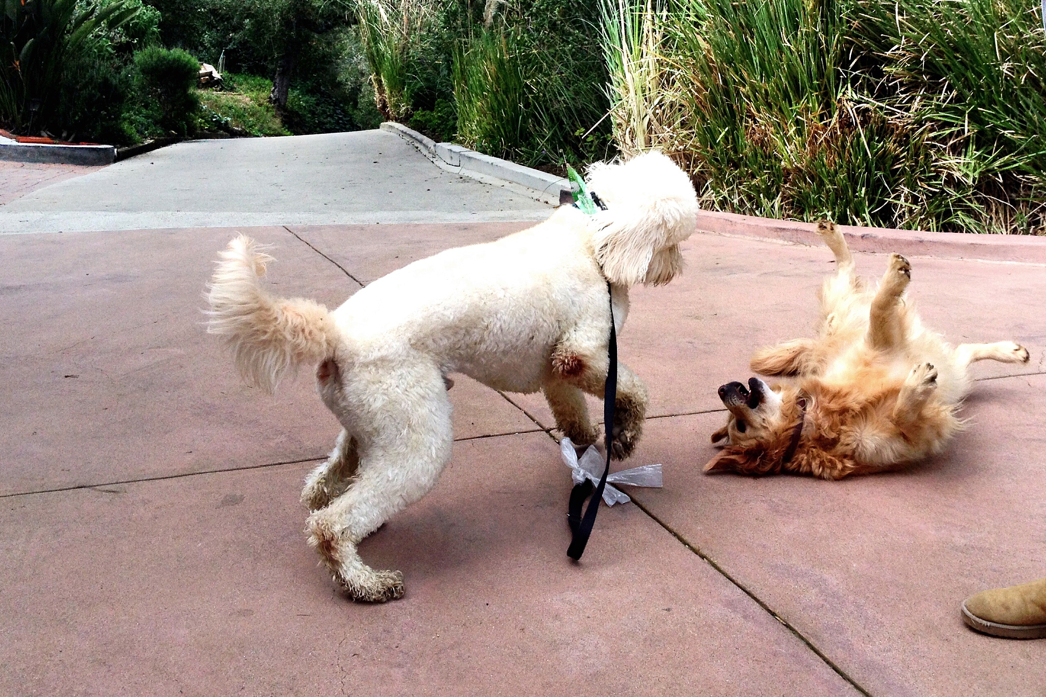 梦见打狗意味着什么？梦境解析及寓意