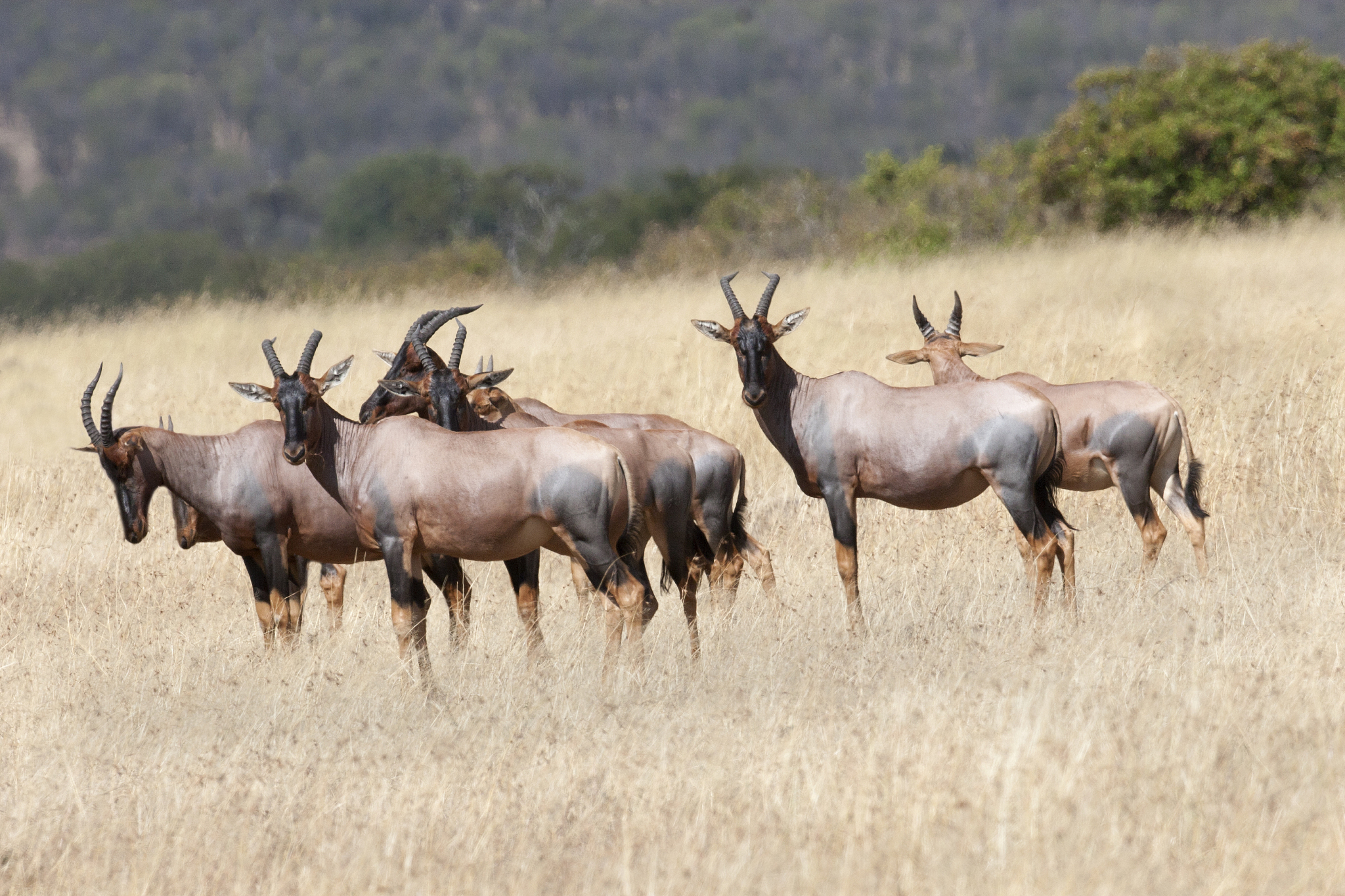 herd of topi