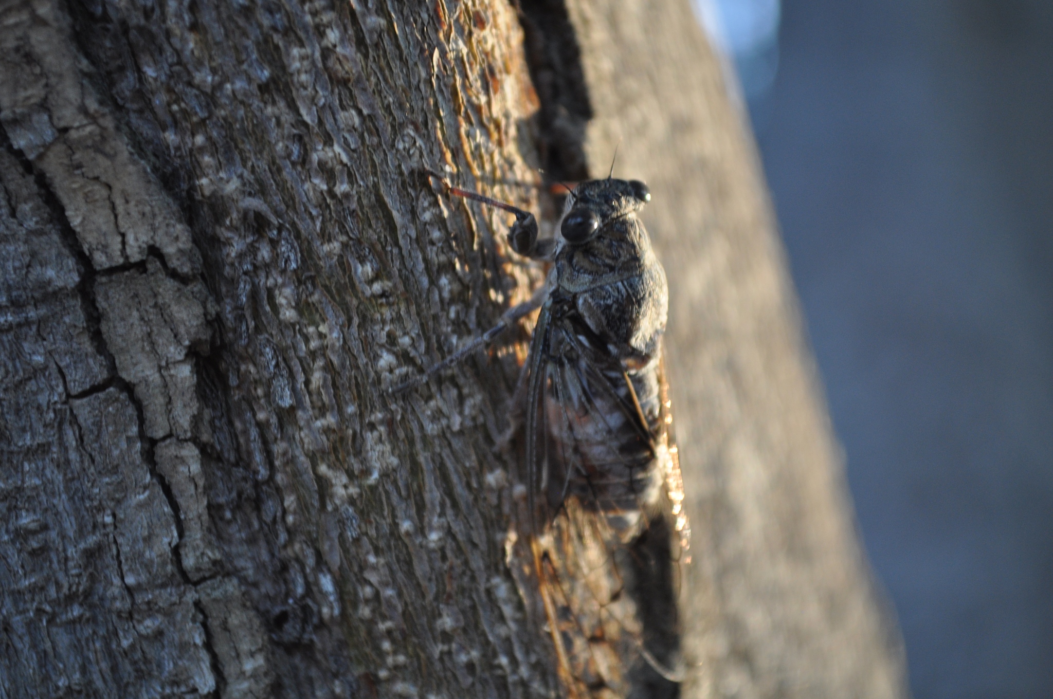 解密17年蝉：质数周期背后的生存智慧