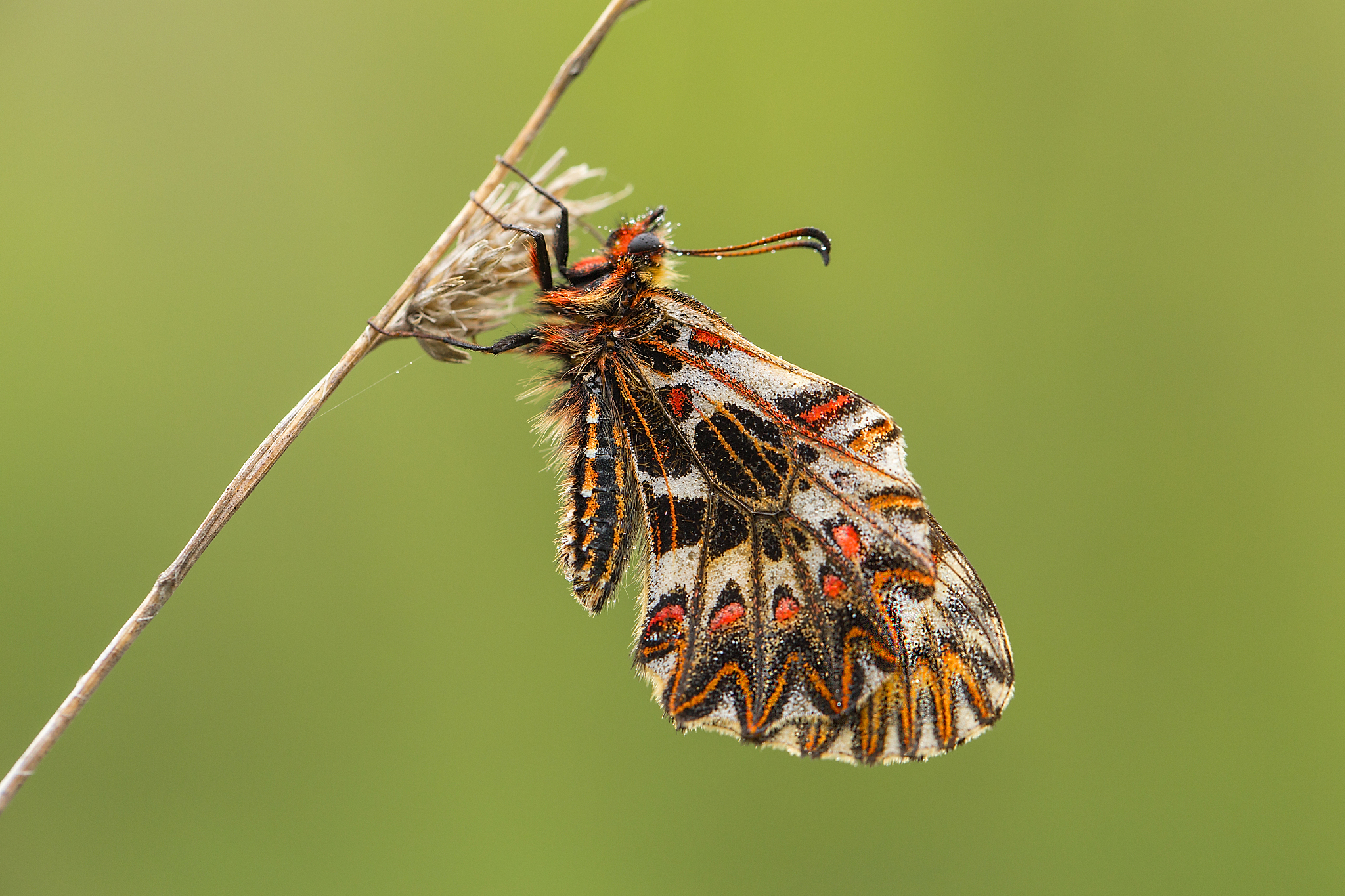 southern festoon (zerynthia polyxena) butterfly