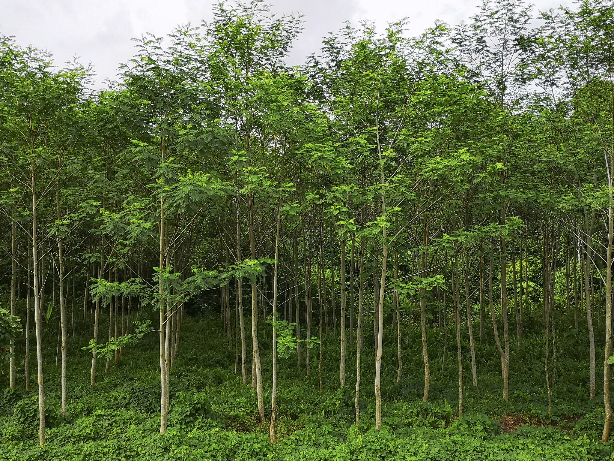 江西景德镇工业园乔木种植建议：适合品种及注意事项