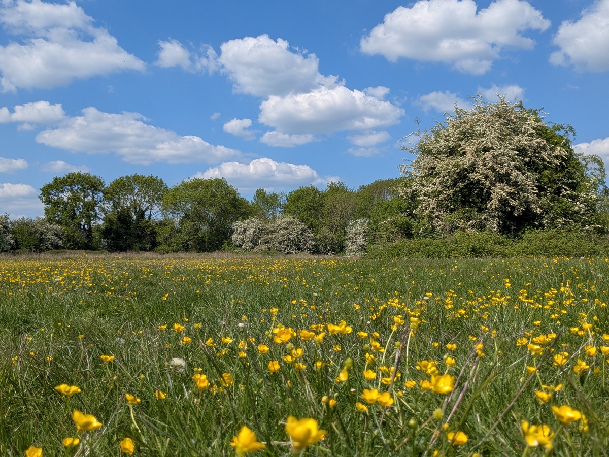 春天的美好：自然、希望、活力、节日、爱