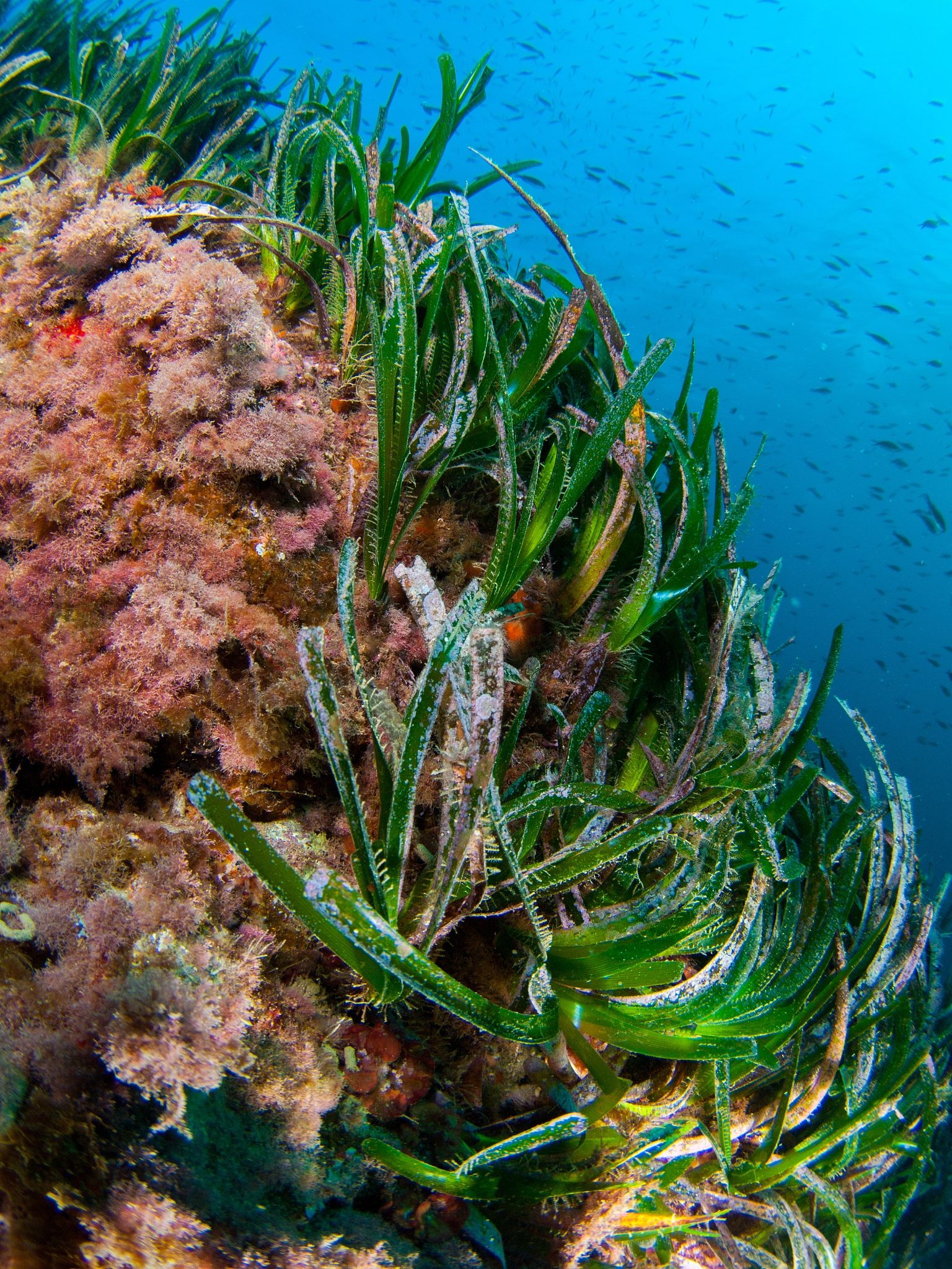 <strong>海草</strong>,深的,野生动物,环境,草,海床,植物,鱼群,在下面,水下