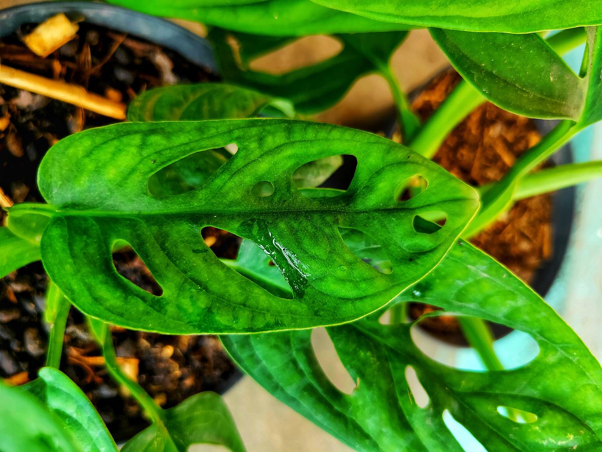 蝴蝶兰的叶子上有白色点