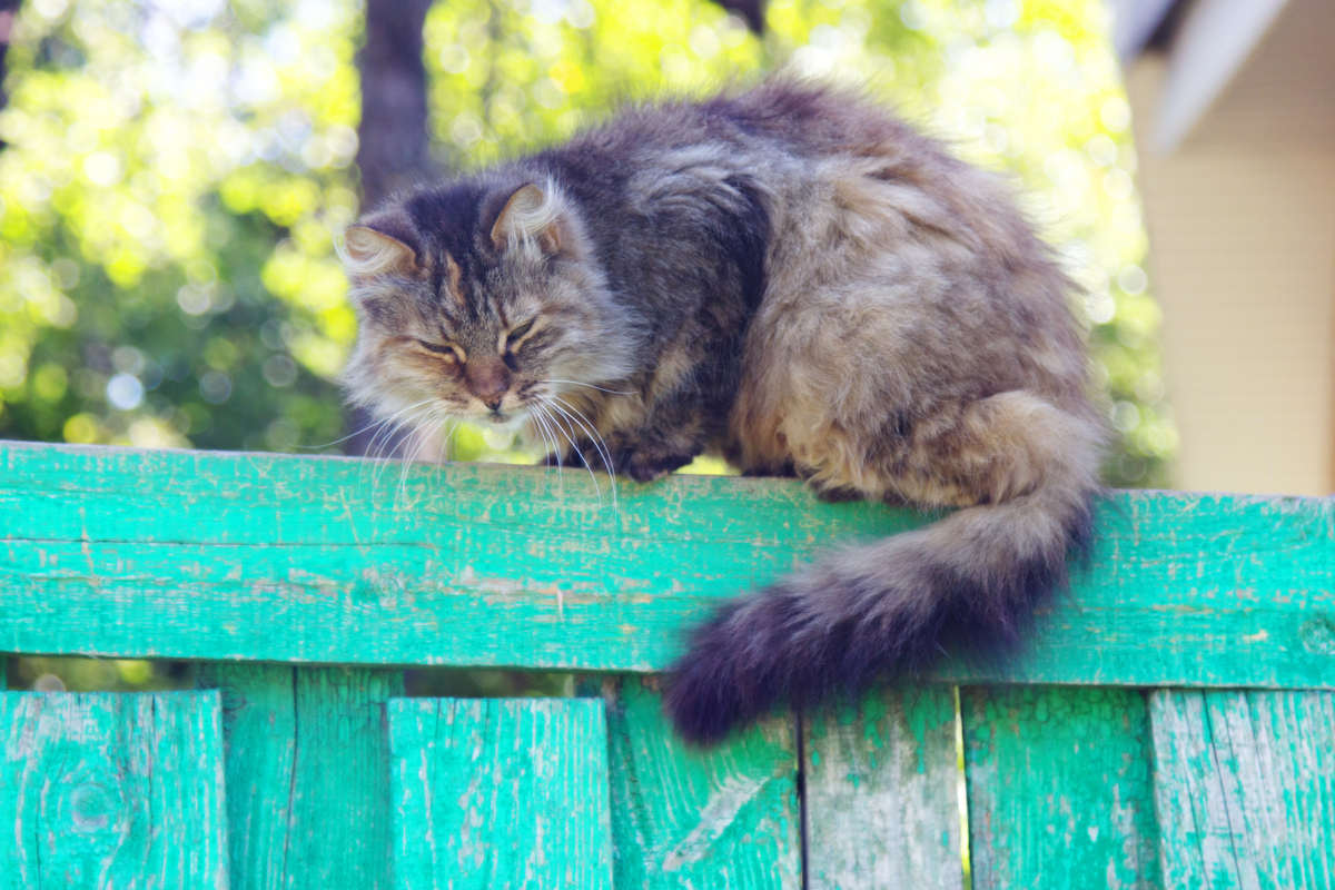 猫咪最后的温柔：它要离开了，会给你这些暗示！