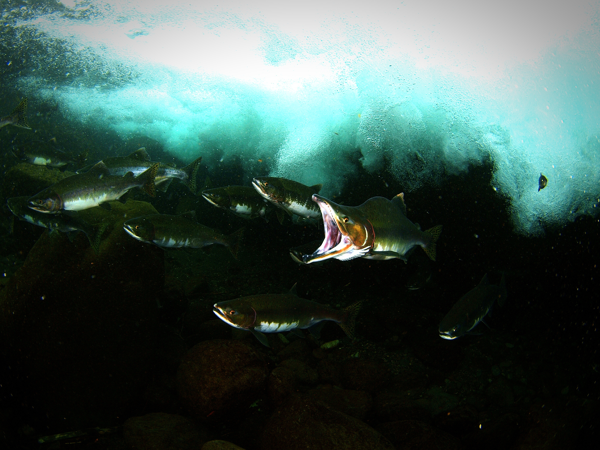 海底的无力感：深海恐惧与希望的挣扎