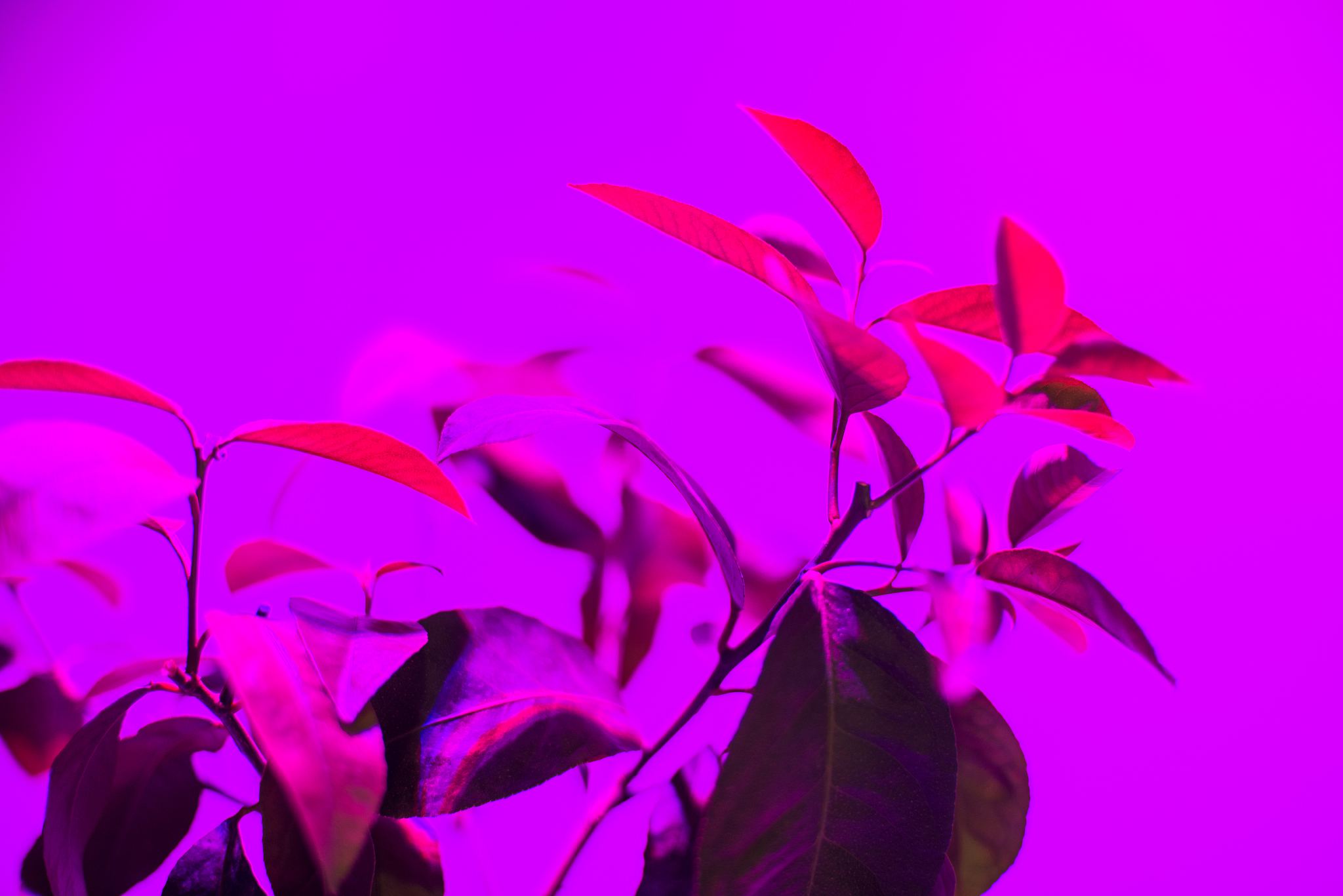 植物灯设计说明：打造理想的室内植物生长环境