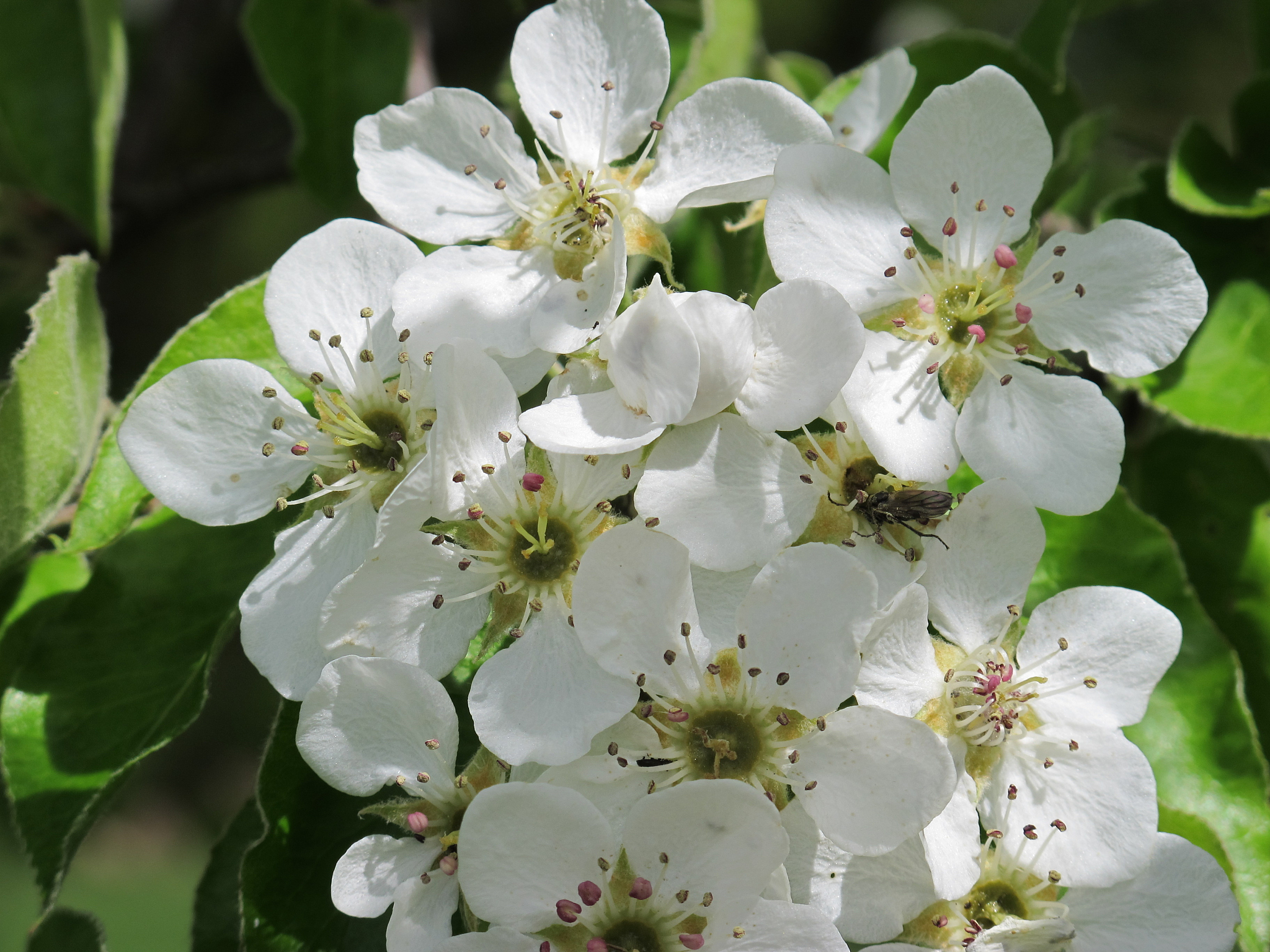 weie blüte