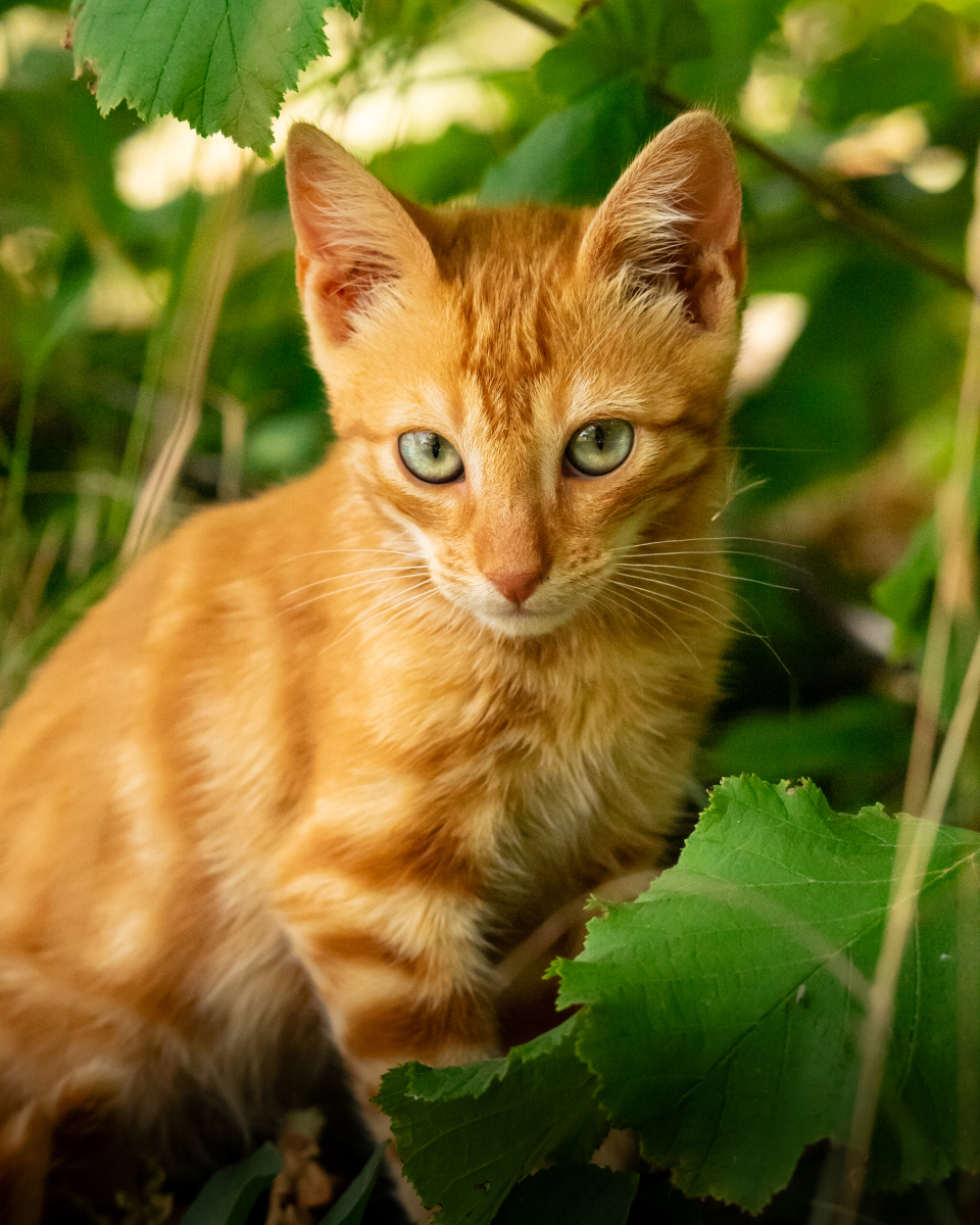 猫咪长癣的原因有哪些?