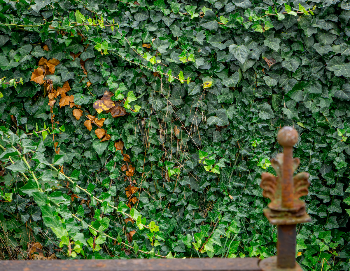 爬墙虎修剪方法：让你的爬墙虎更加茂盛美观