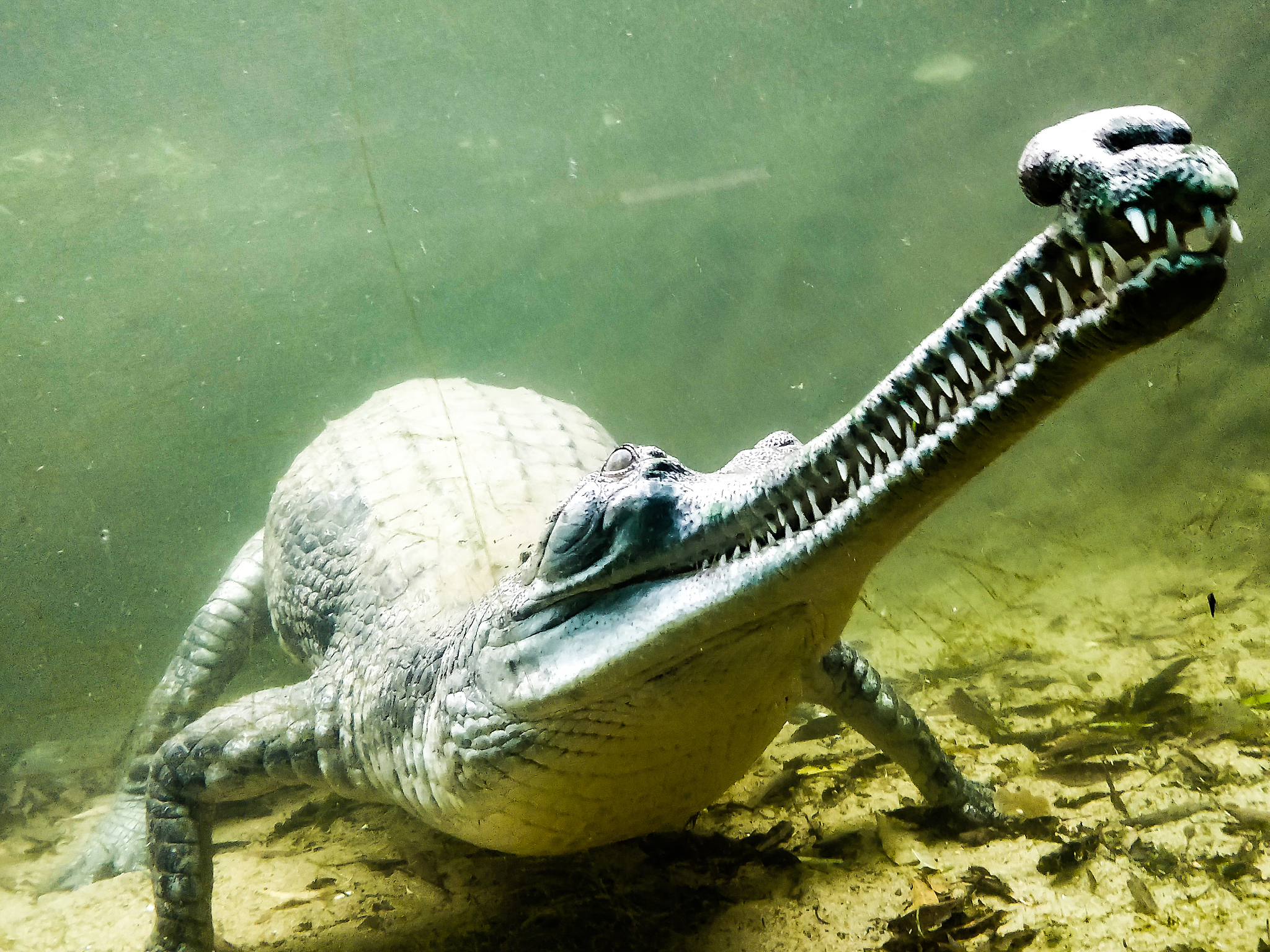 地球上最小的猴子有多小？比手机还小！还有这些神奇生物，你见过吗？