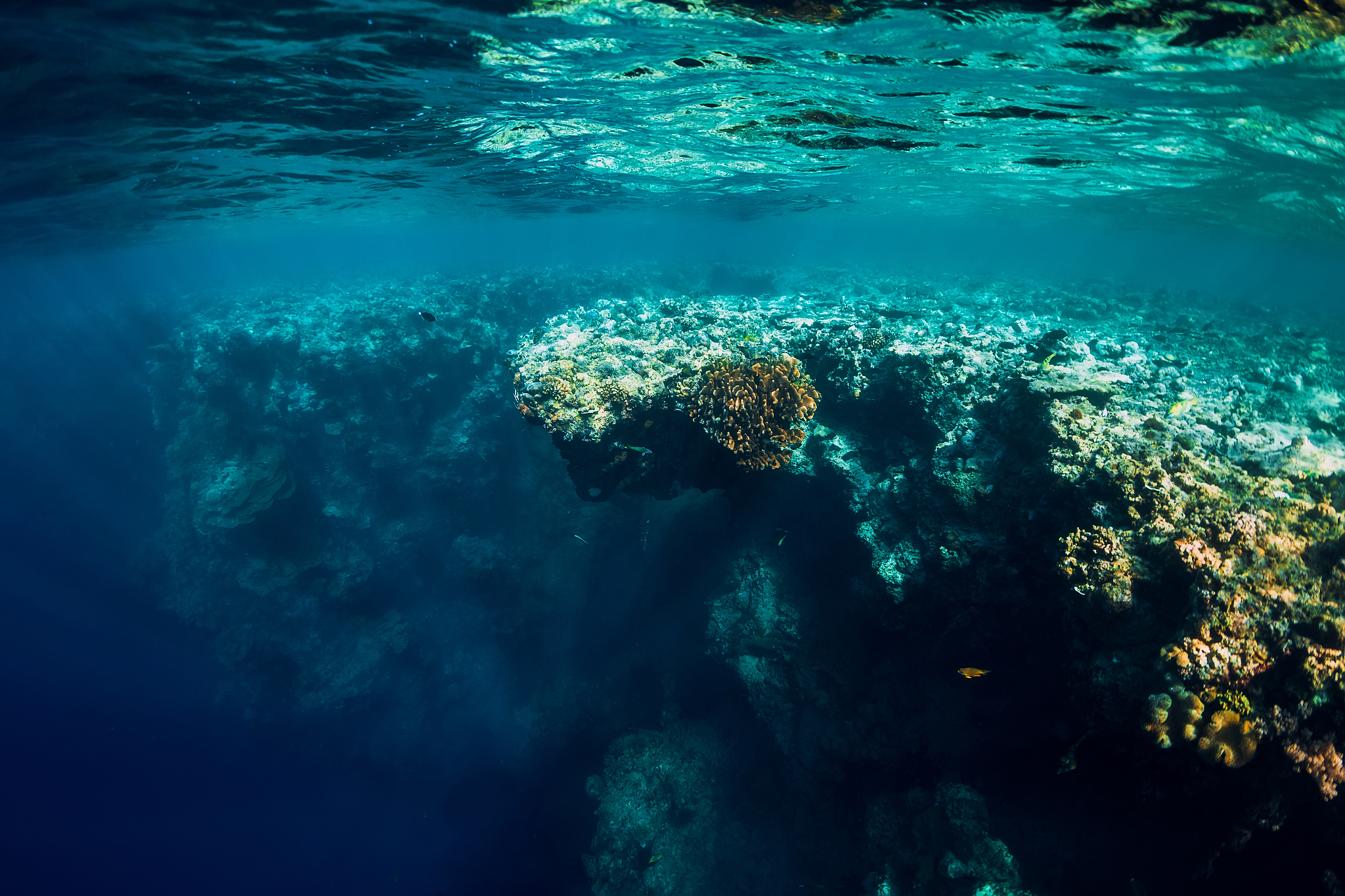 underwater view with rocks and corals in transparent ocean. unde